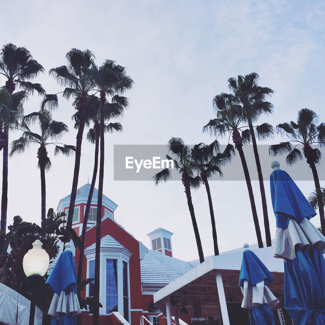 LOW ANGLE VIEW OF PALM TREES AND BUILDINGS AGAINST SKY