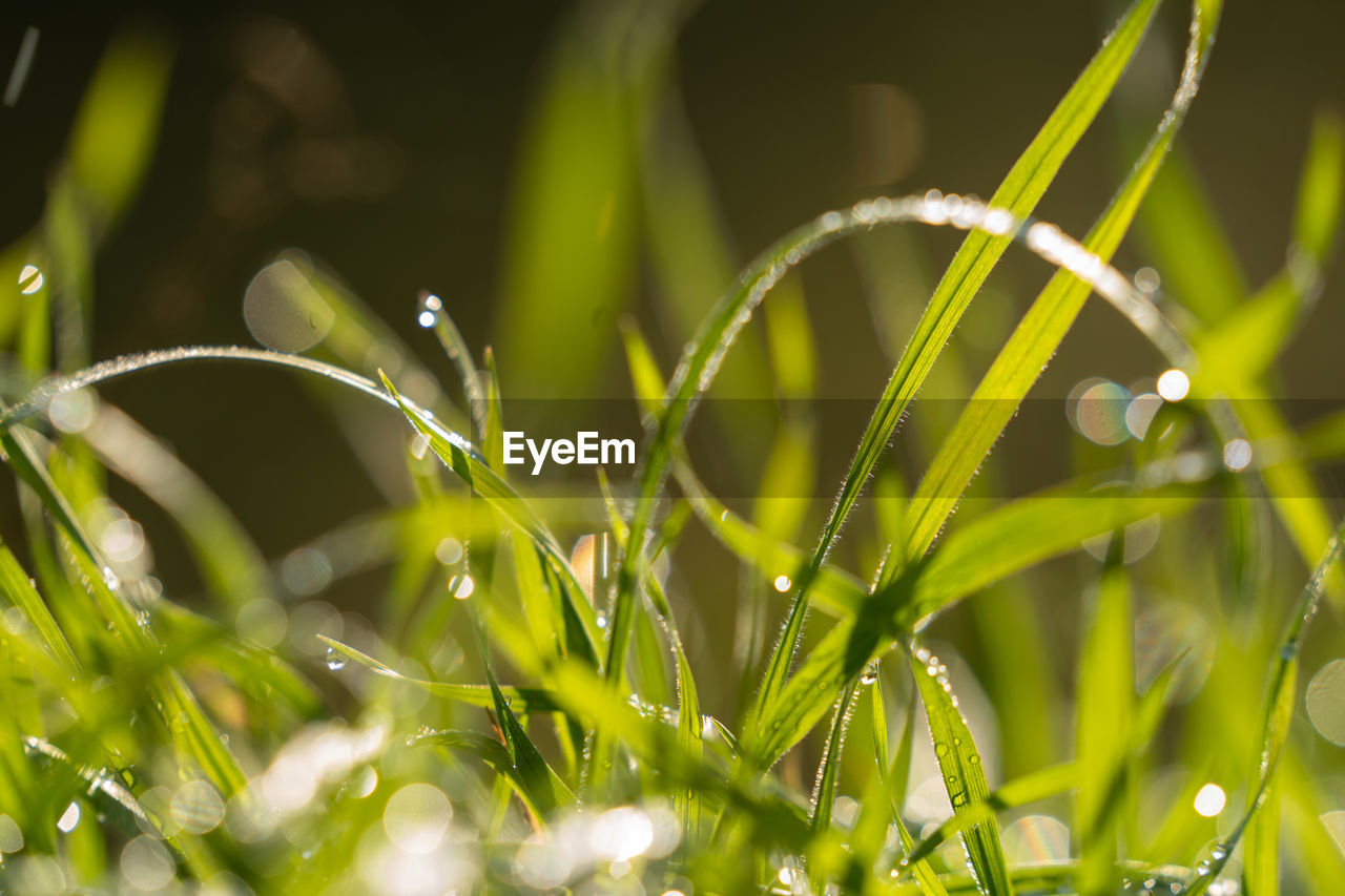 Close-up of wet plant