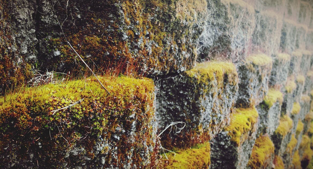 Moss covered stone wall