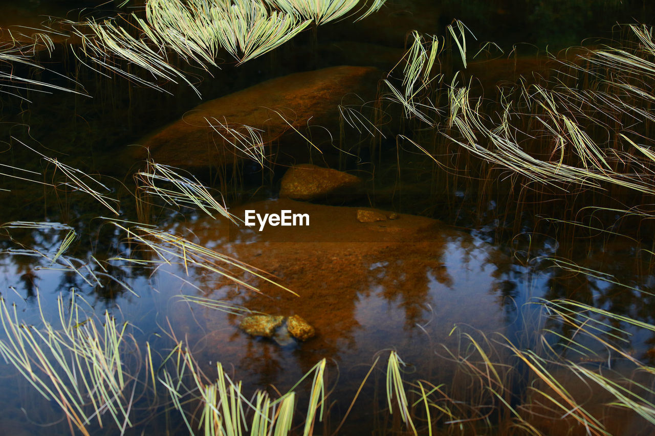 High angle view of plants in lake