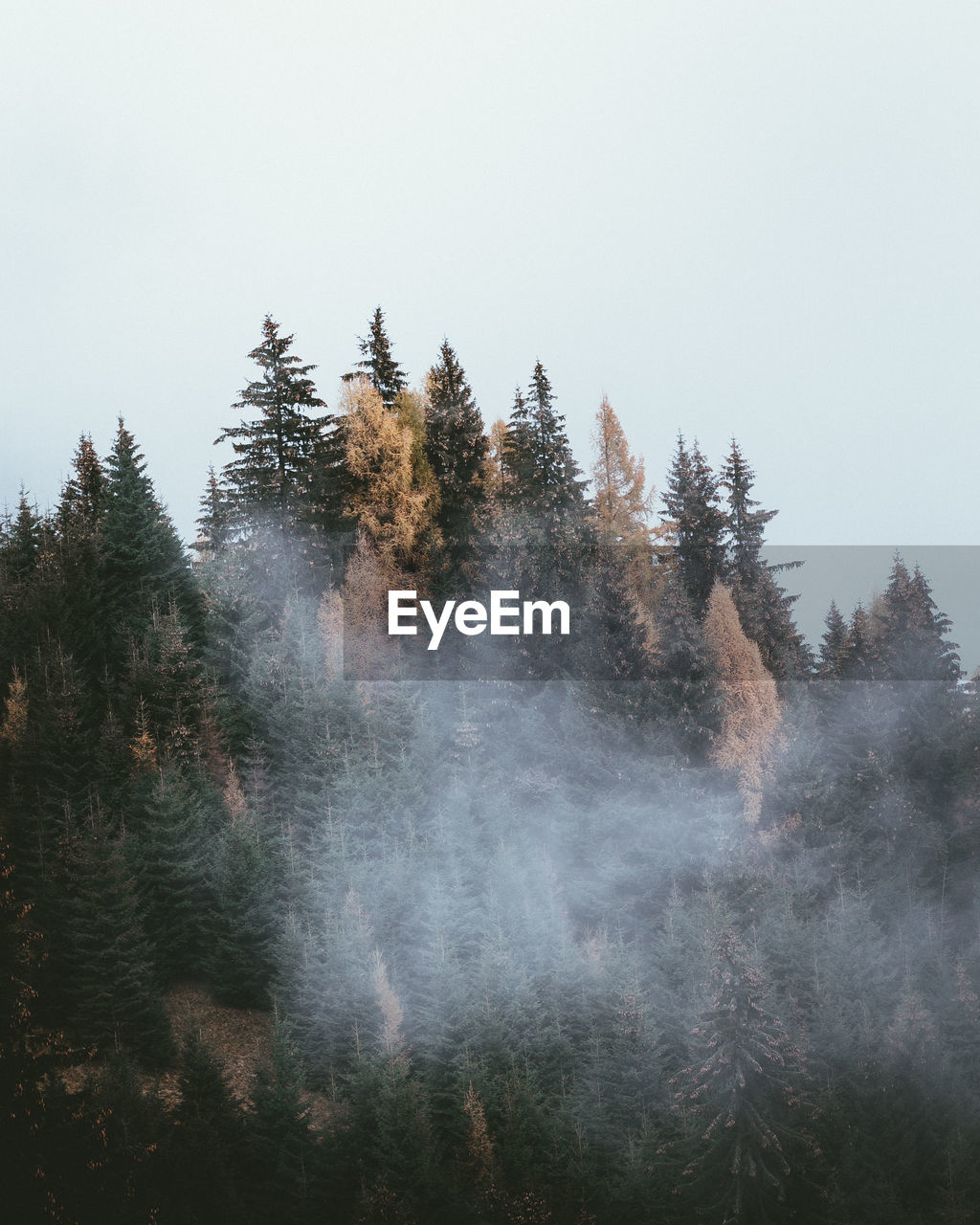 Trees in forest against clear sky