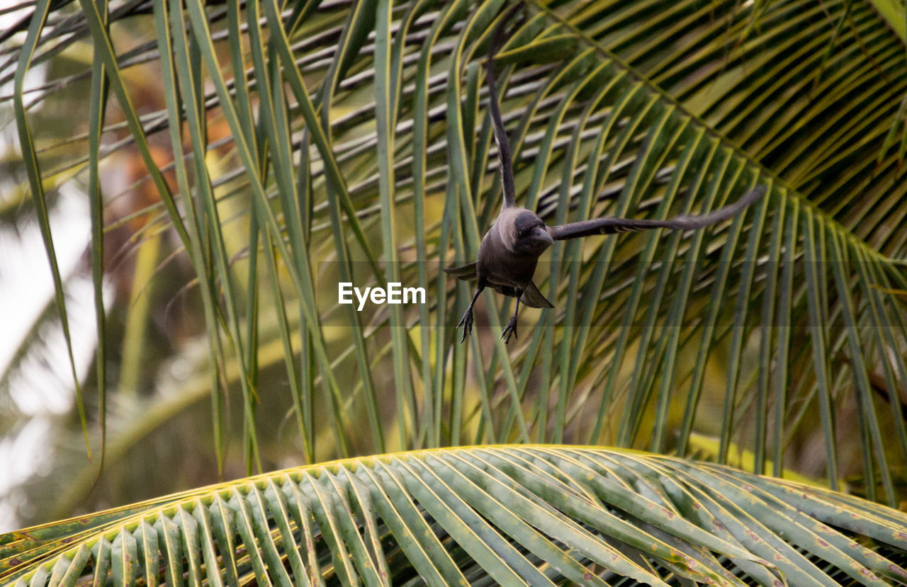 BIRD PERCHING ON PLANT