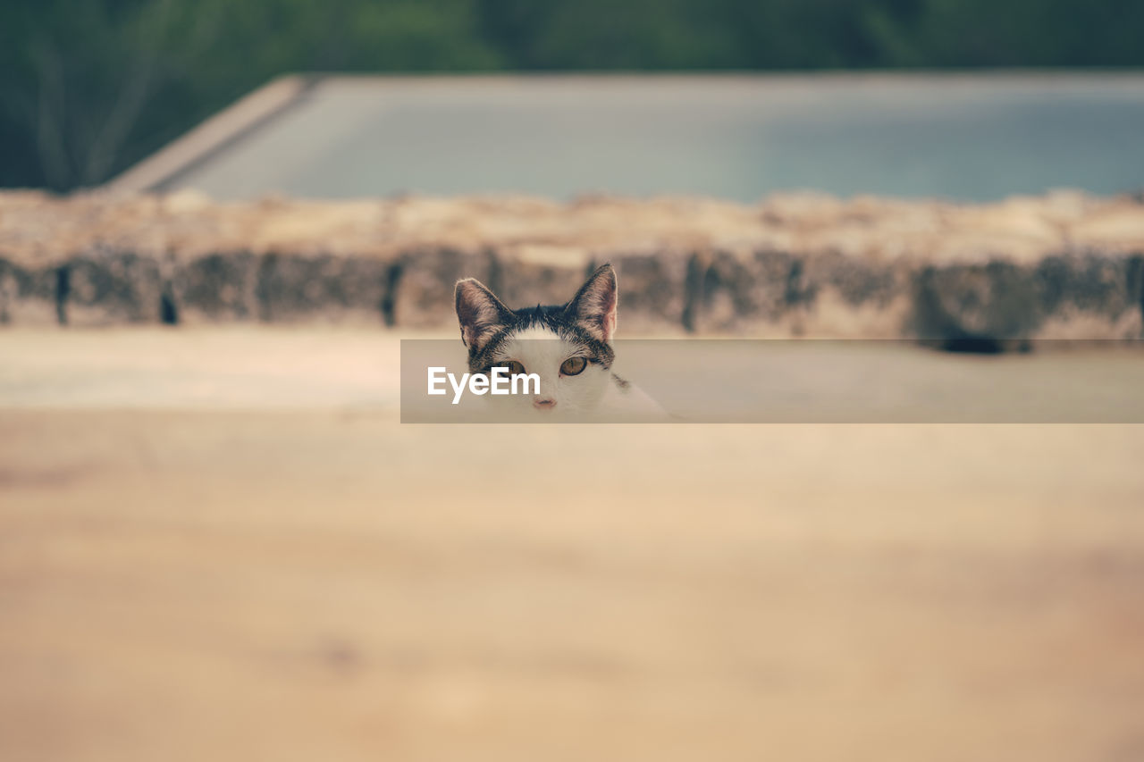 Portrait of stray cat