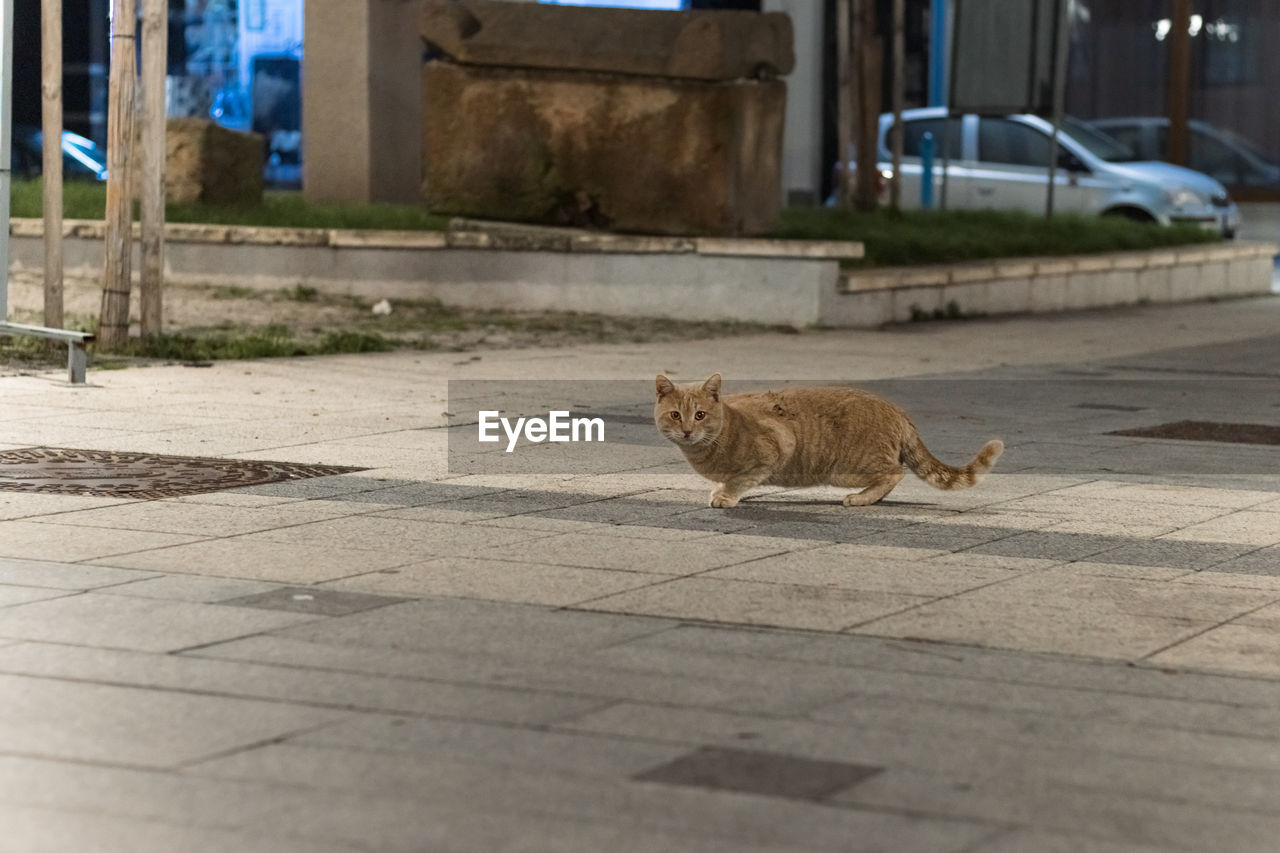 cat, animal themes, animal, mammal, one animal, pet, domestic animals, feline, domestic cat, city, architecture, small to medium-sized cats, street, felidae, footpath, no people, building exterior, built structure, sidewalk, day, stray animal, carnivore, transportation