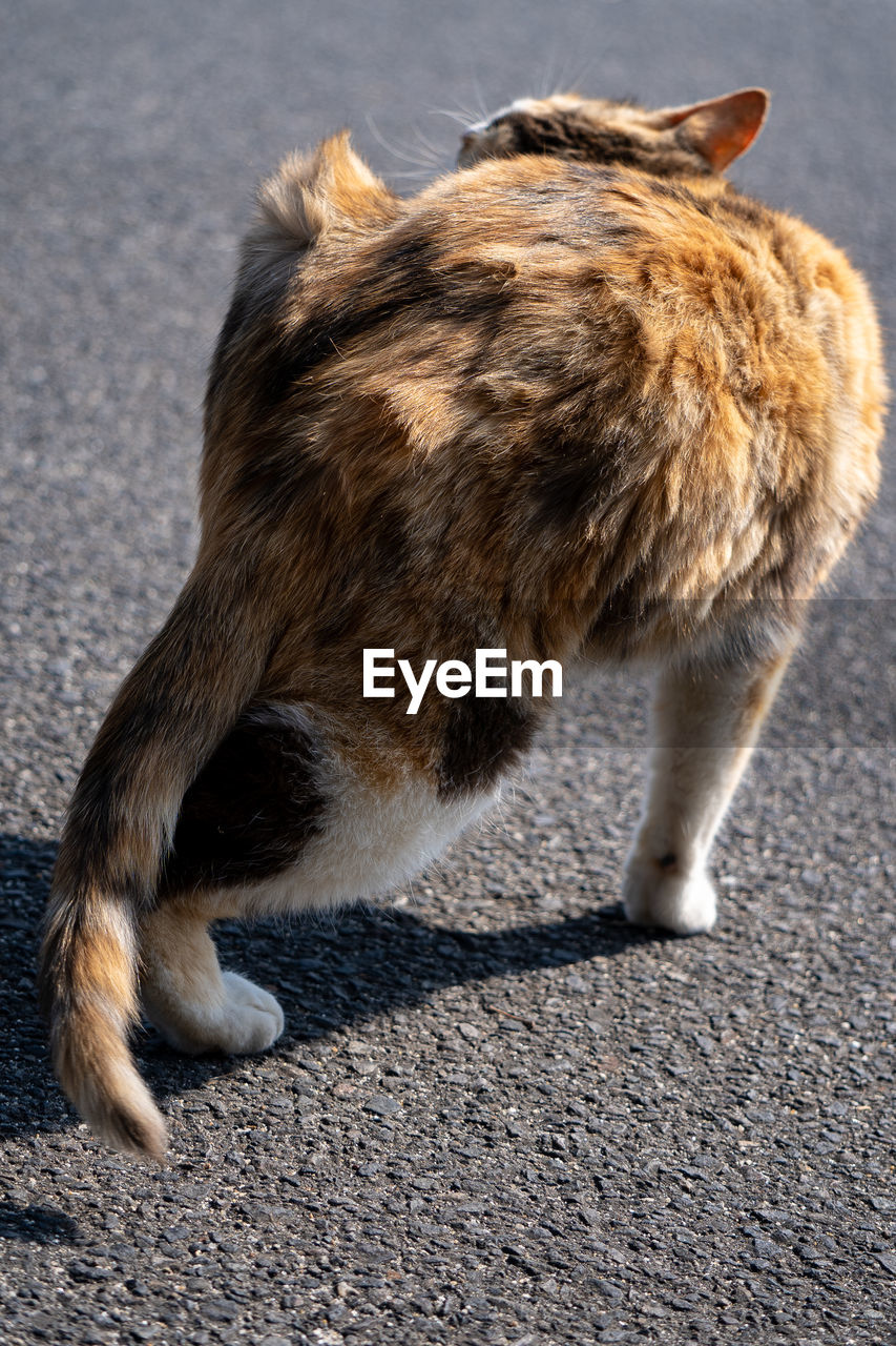 CAT STANDING ON ROAD IN CITY