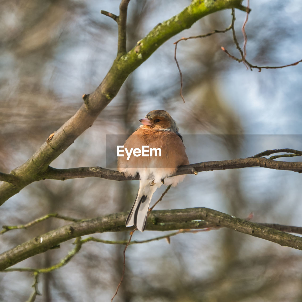 BIRDS PERCHING ON BRANCH