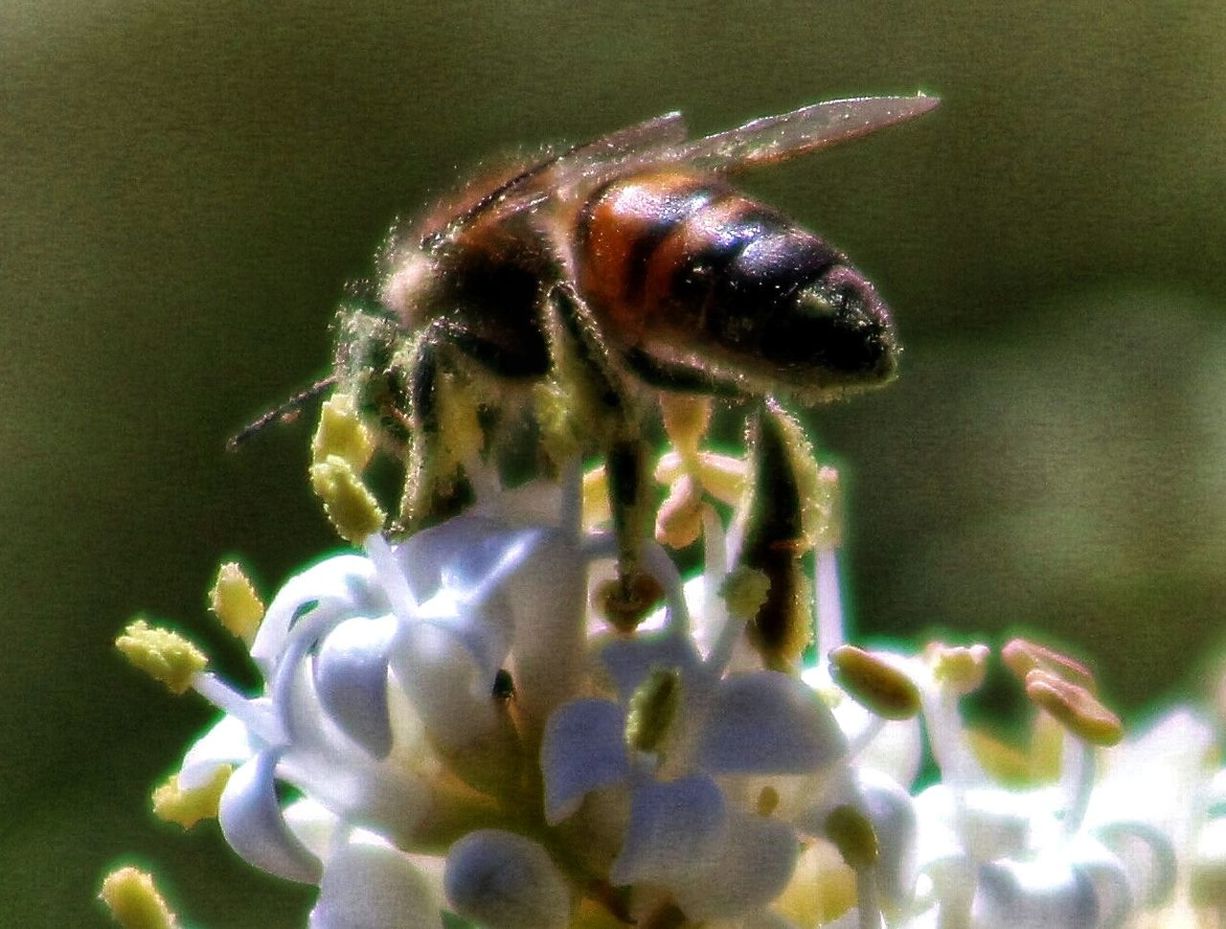 CLOSE-UP OF BUMBLEBEE ON FLOWER