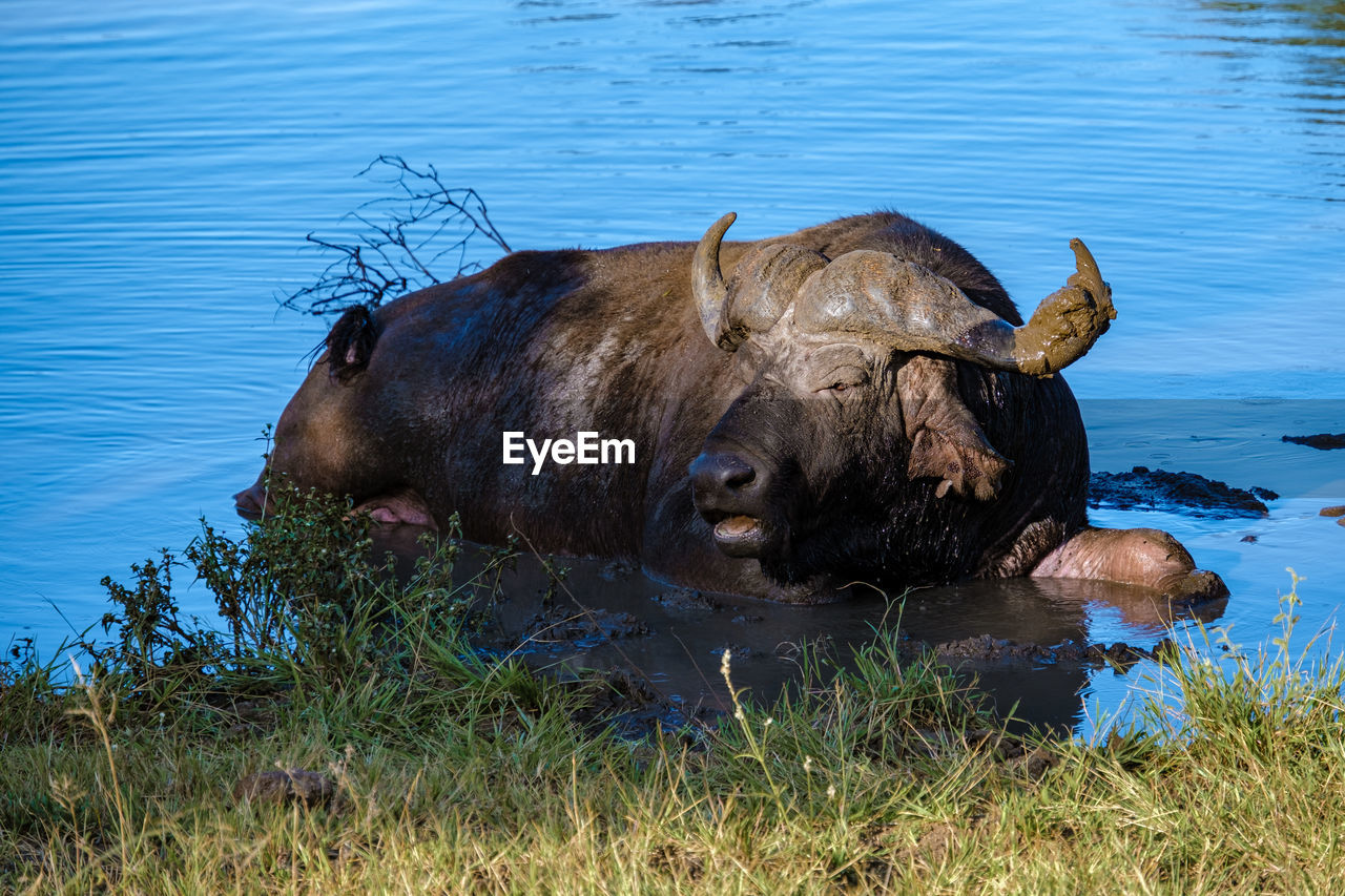 side view of a buffalo in lake