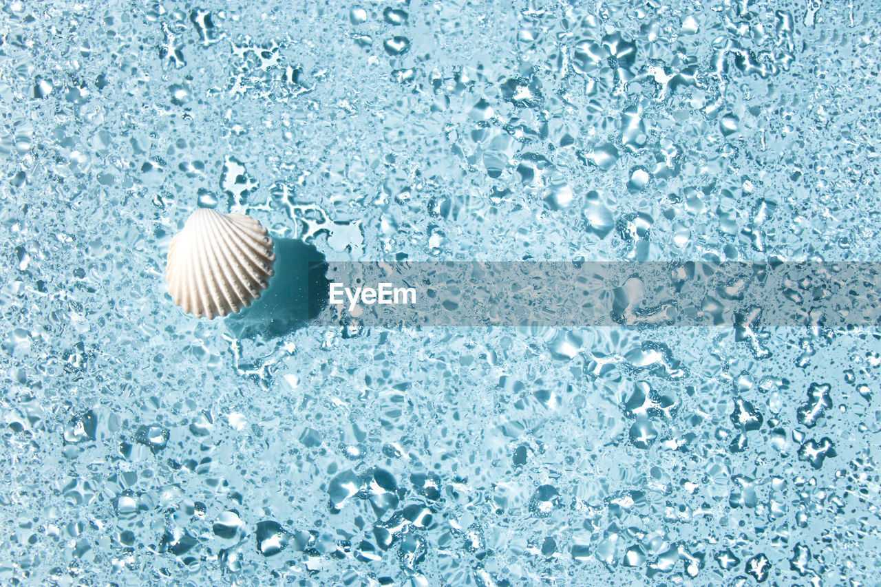 Seashell on water drops on glass on blue background with copy space