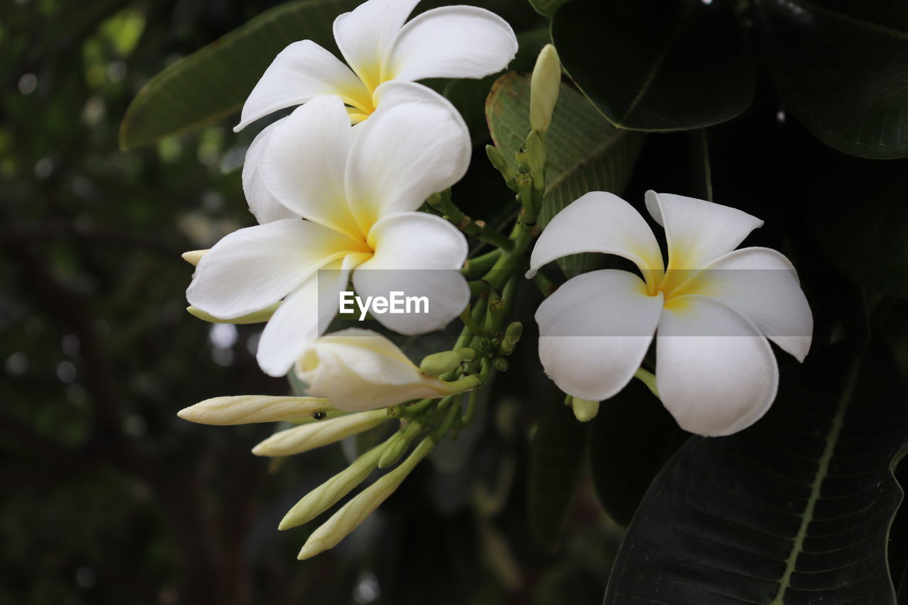 Close-up of white flowering plants in park