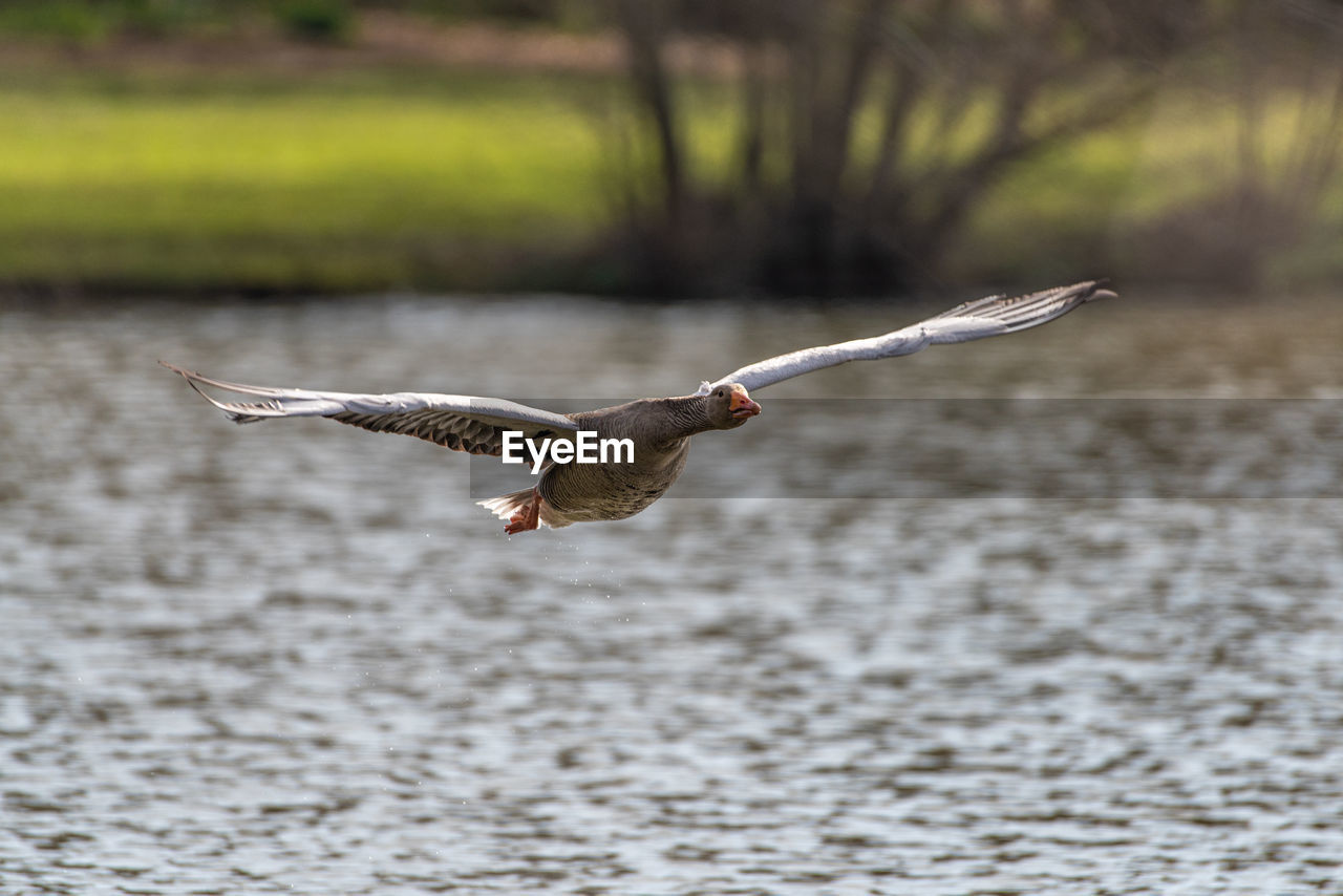 Goose flying over a water
