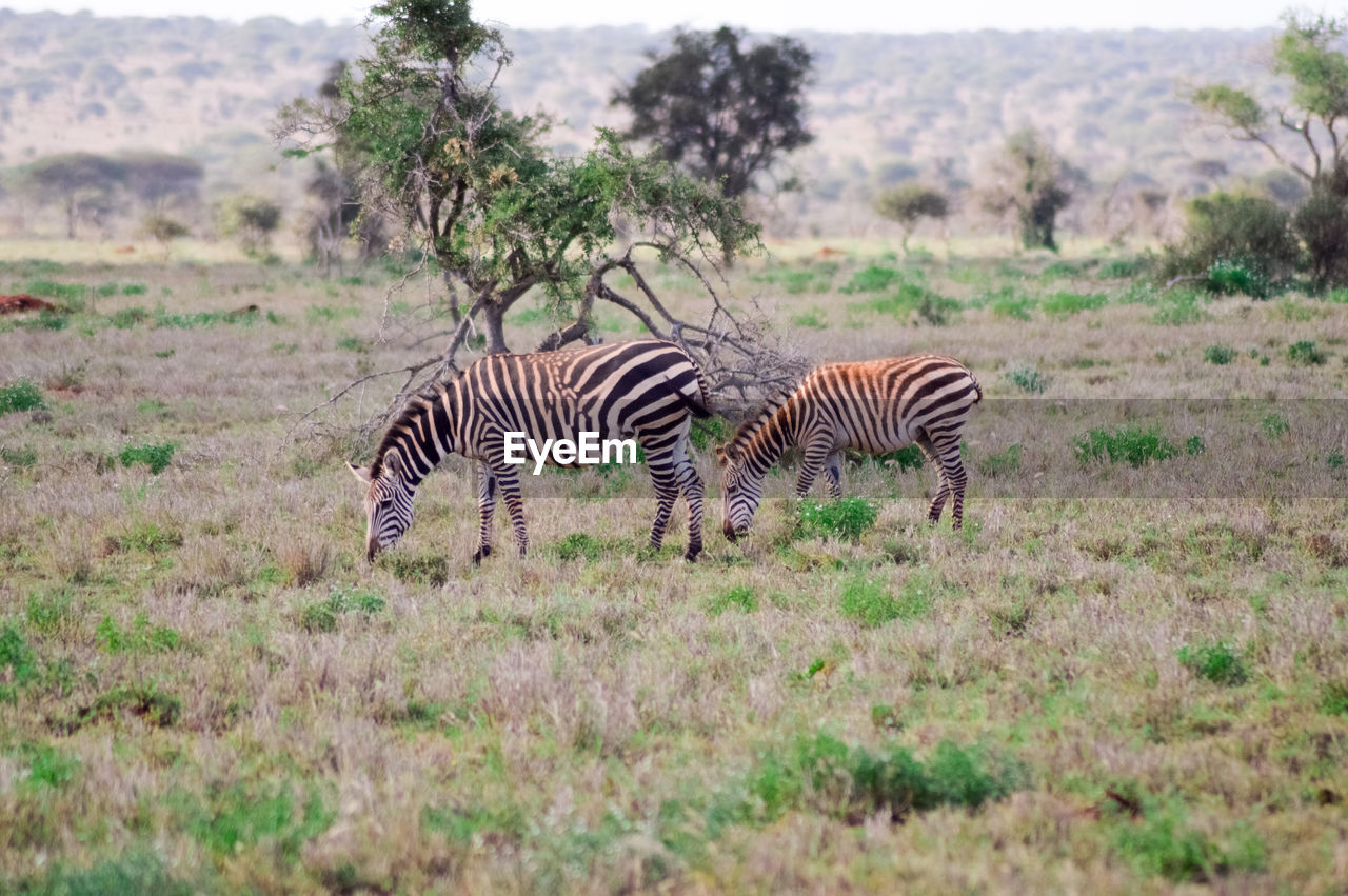 Zebra grazing on grassy field by mountains