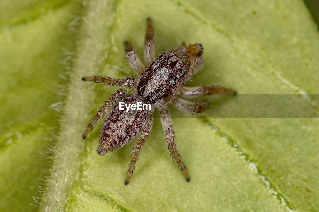 close-up of spider on flower