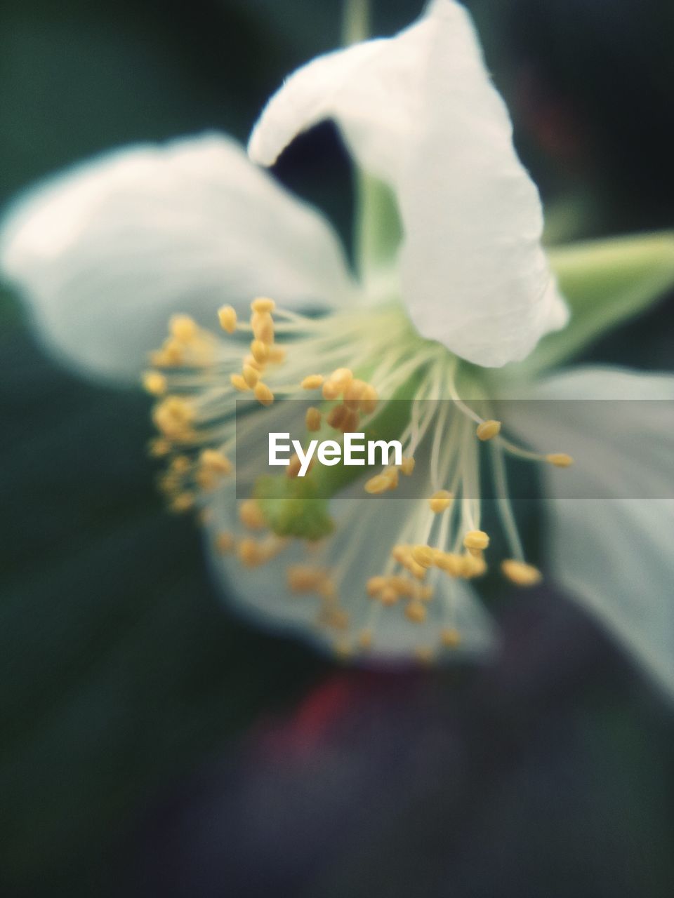 Close-up of flower against blurred background