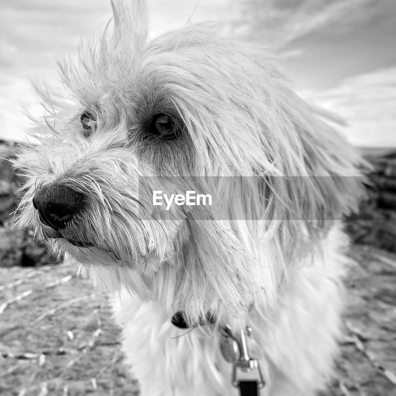 Close-up of a coton de tulear dog looking away