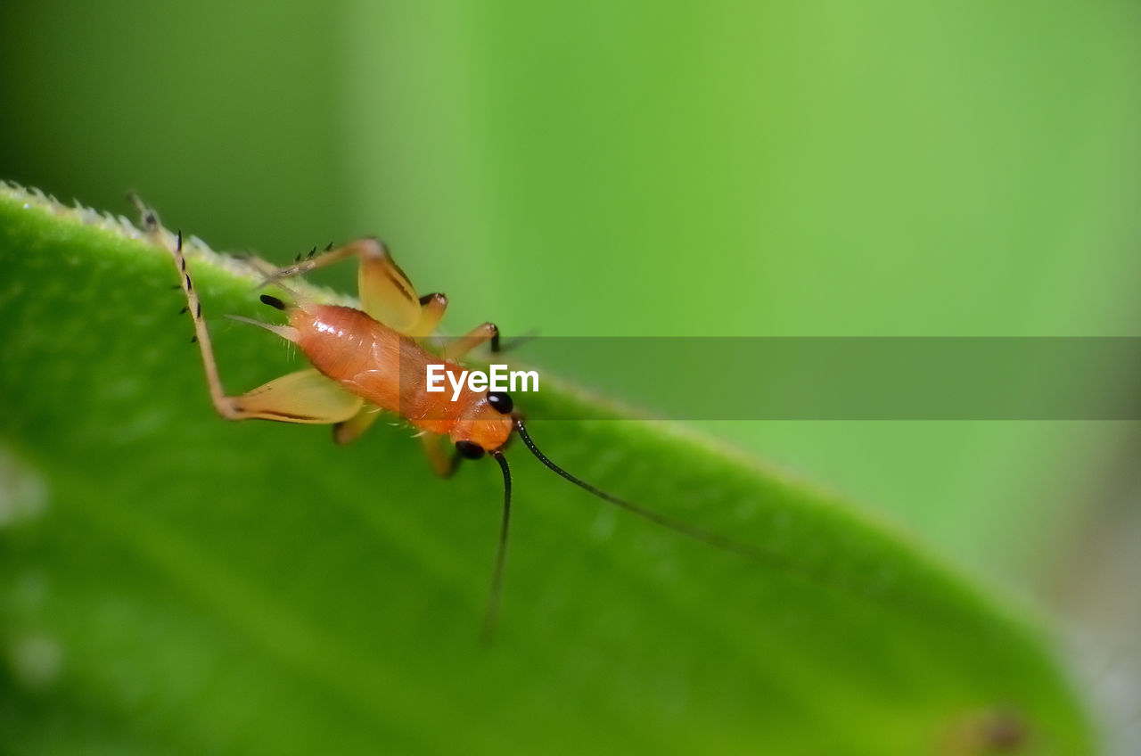 CLOSE-UP OF ANTS