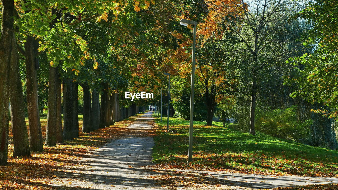 ROAD AMIDST TREES DURING AUTUMN