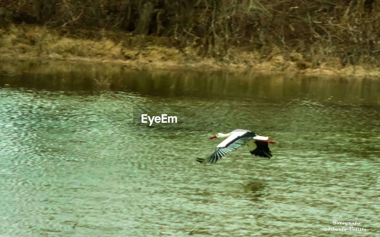 BIRD FLYING OVER LAKE