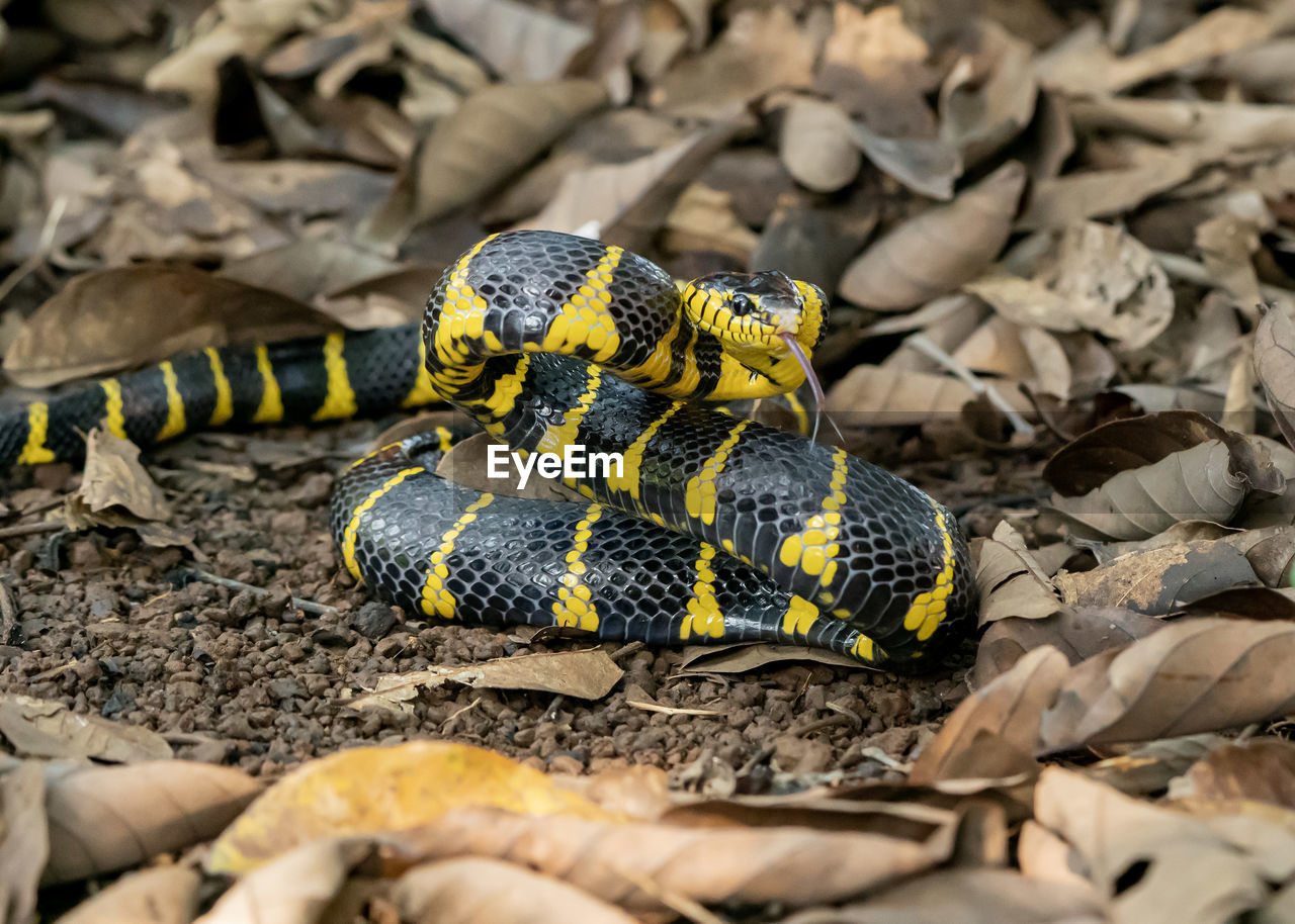 high angle view of snake