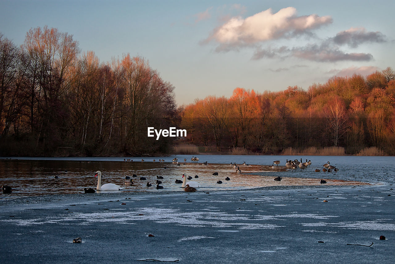 BIRDS IN LAKE