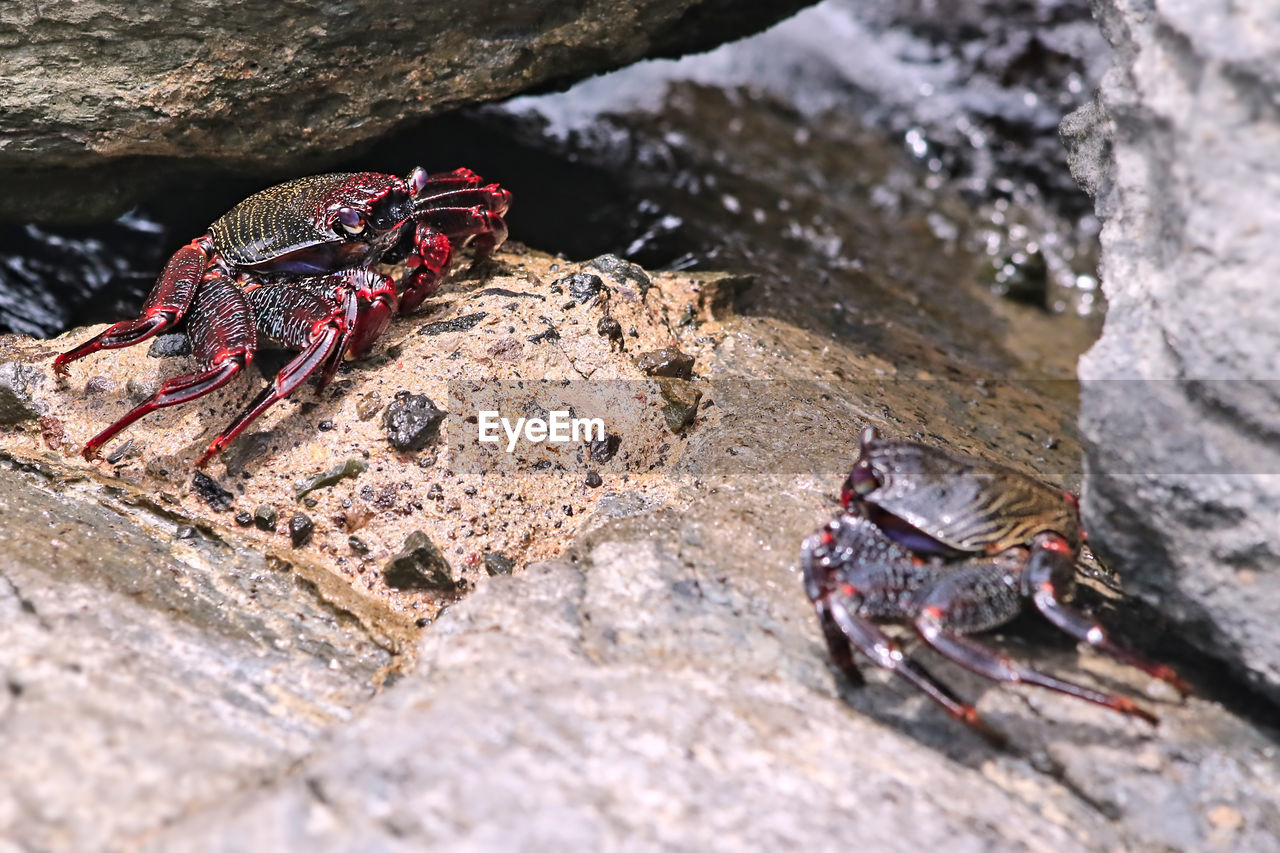 CLOSE-UP OF CATERPILLAR ON ROCK