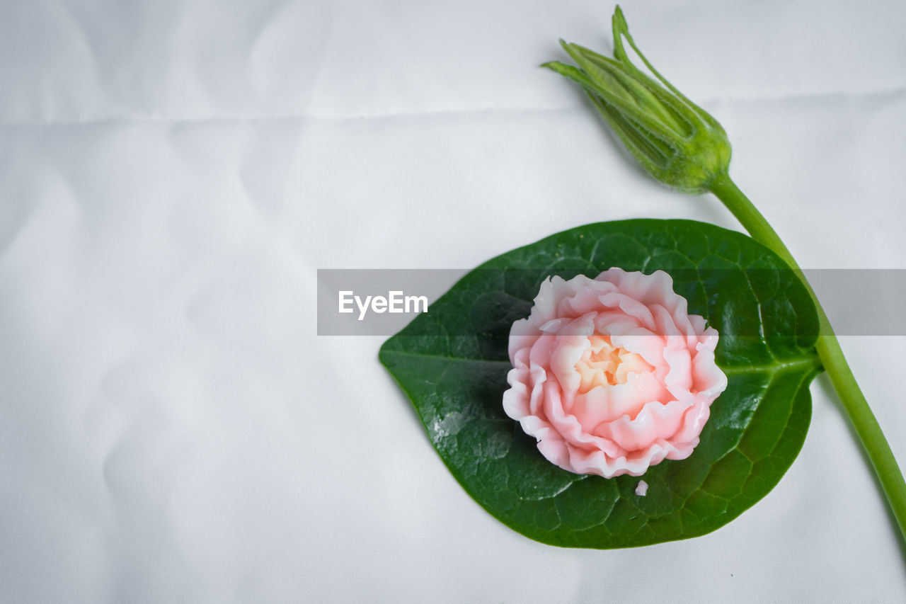 CLOSE-UP OF ROSE ON WHITE FLOWER