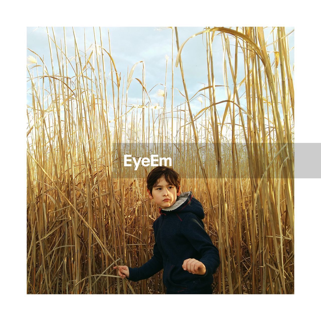 Boy standing amidst crops on field