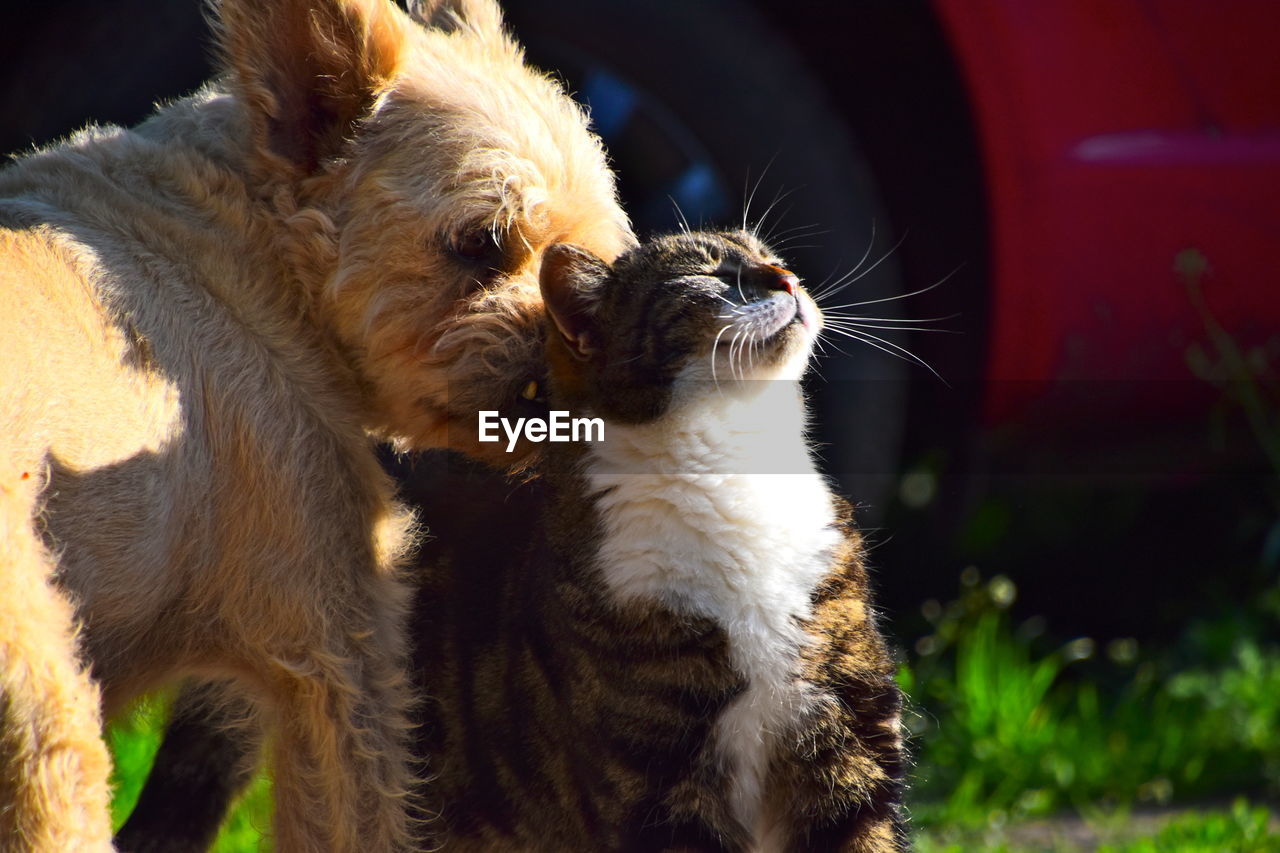 Close-up of dog and cat