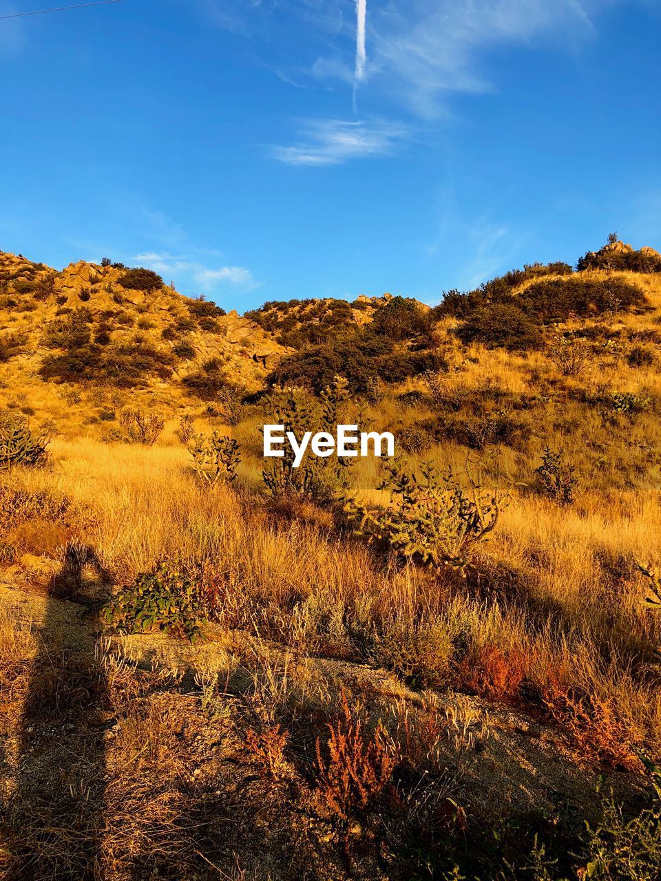 SCENIC VIEW OF LANDSCAPE