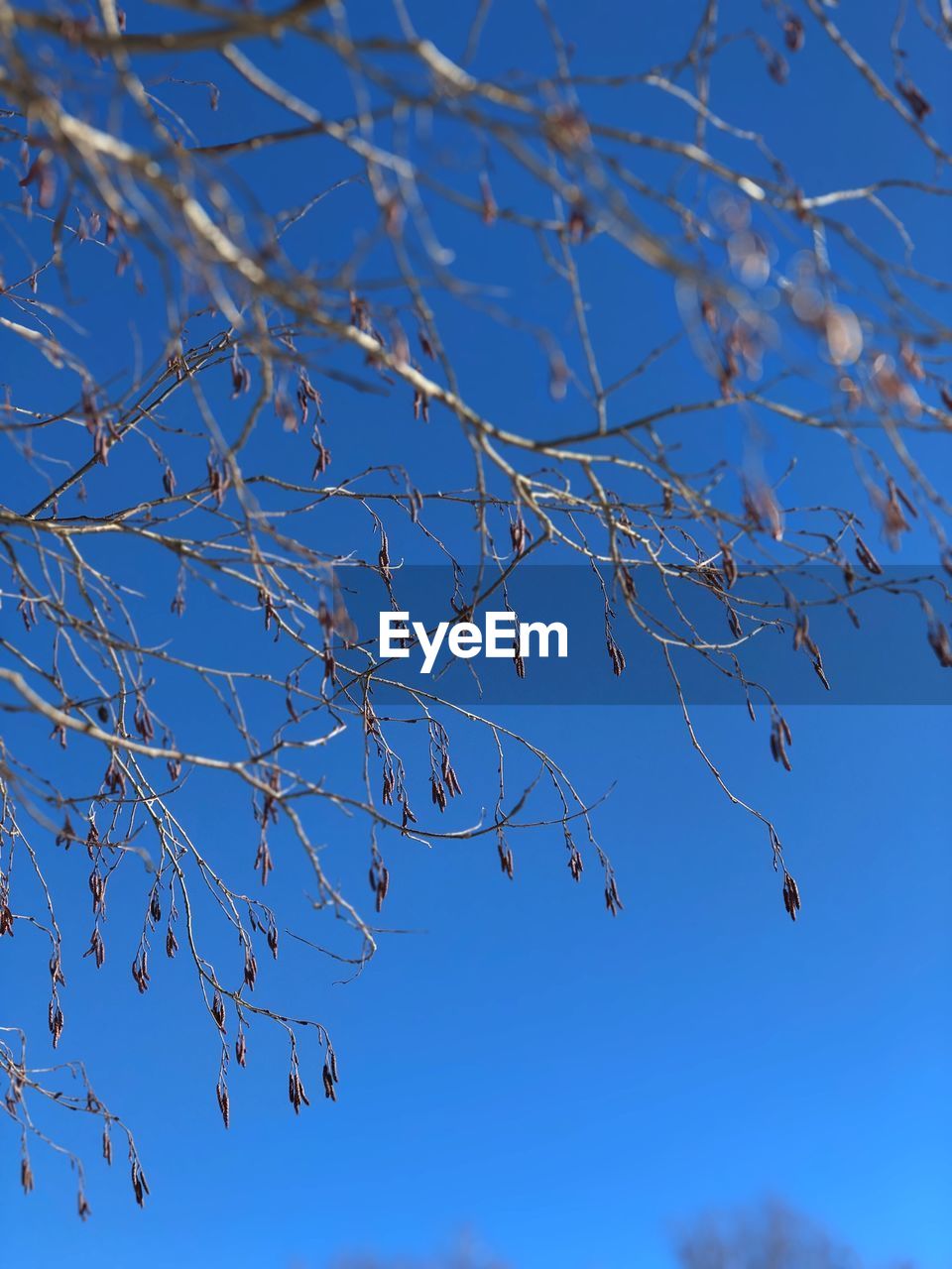 LOW ANGLE VIEW OF BRANCHES AGAINST CLEAR BLUE SKY