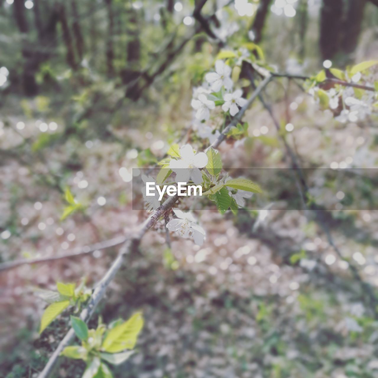 CLOSE-UP OF MAPLE TREE