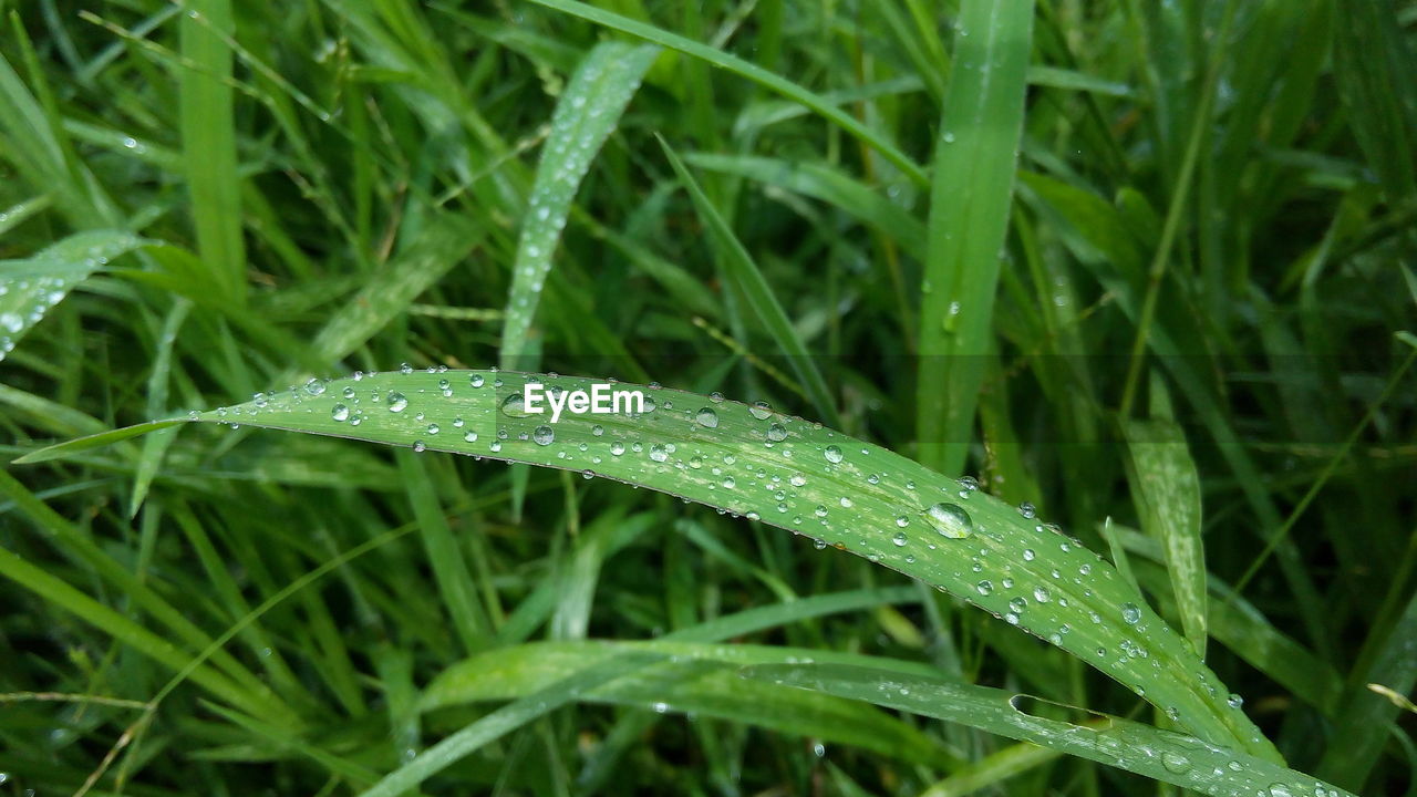 Close-up of wet grass