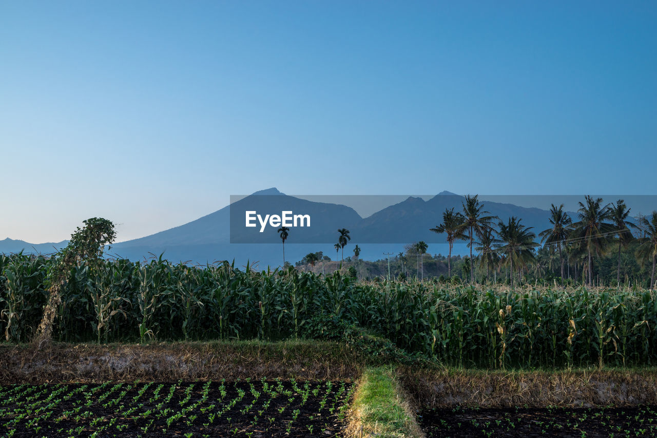 Scenic view of landscape against clear blue sky