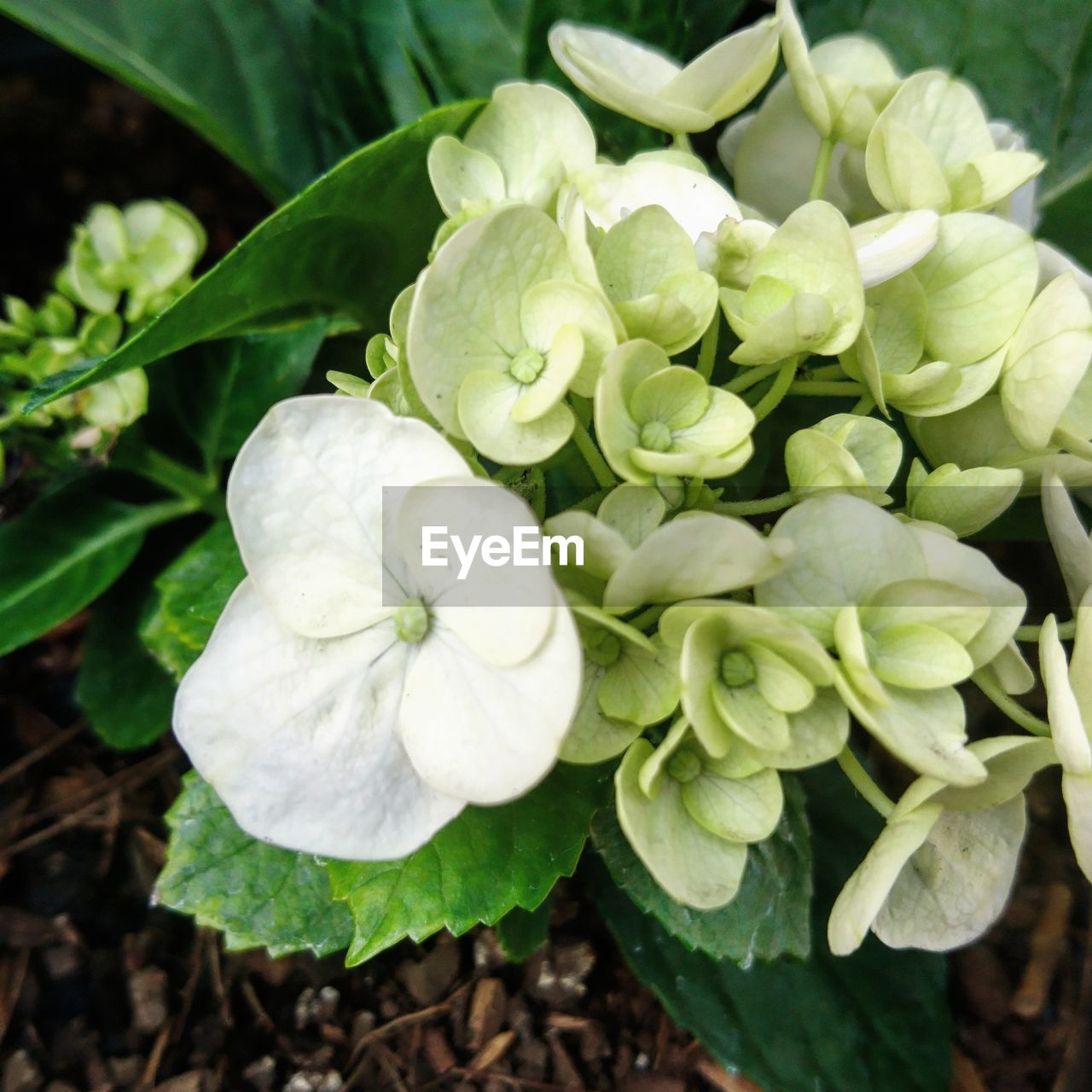 CLOSE-UP OF WHITE ROSE FLOWER