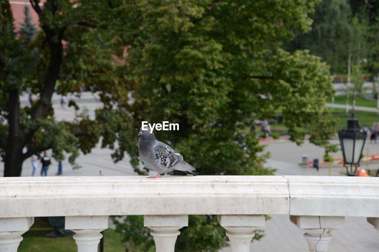 PIGEON PERCHING ON RAILING