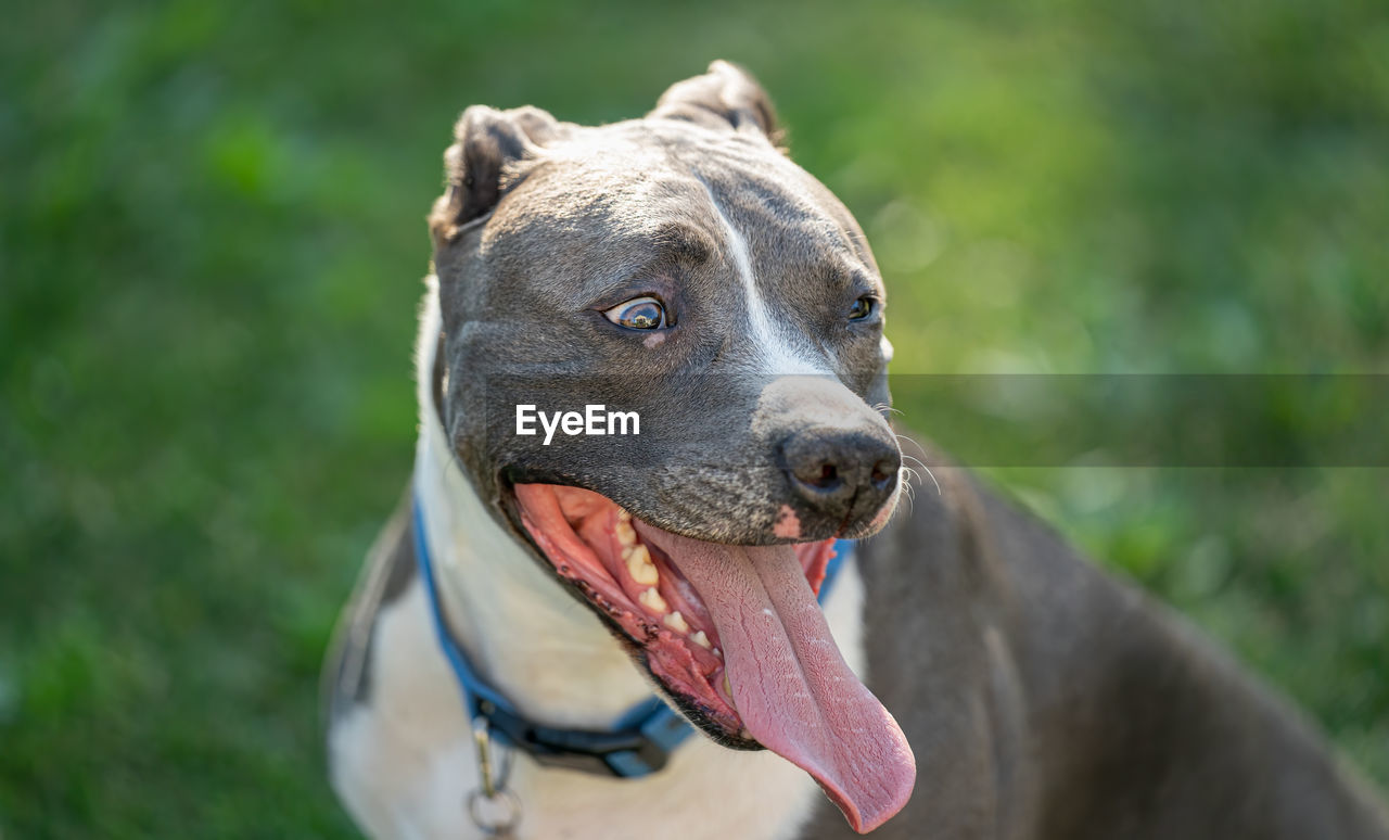 Older pitbull male is stressed and worried