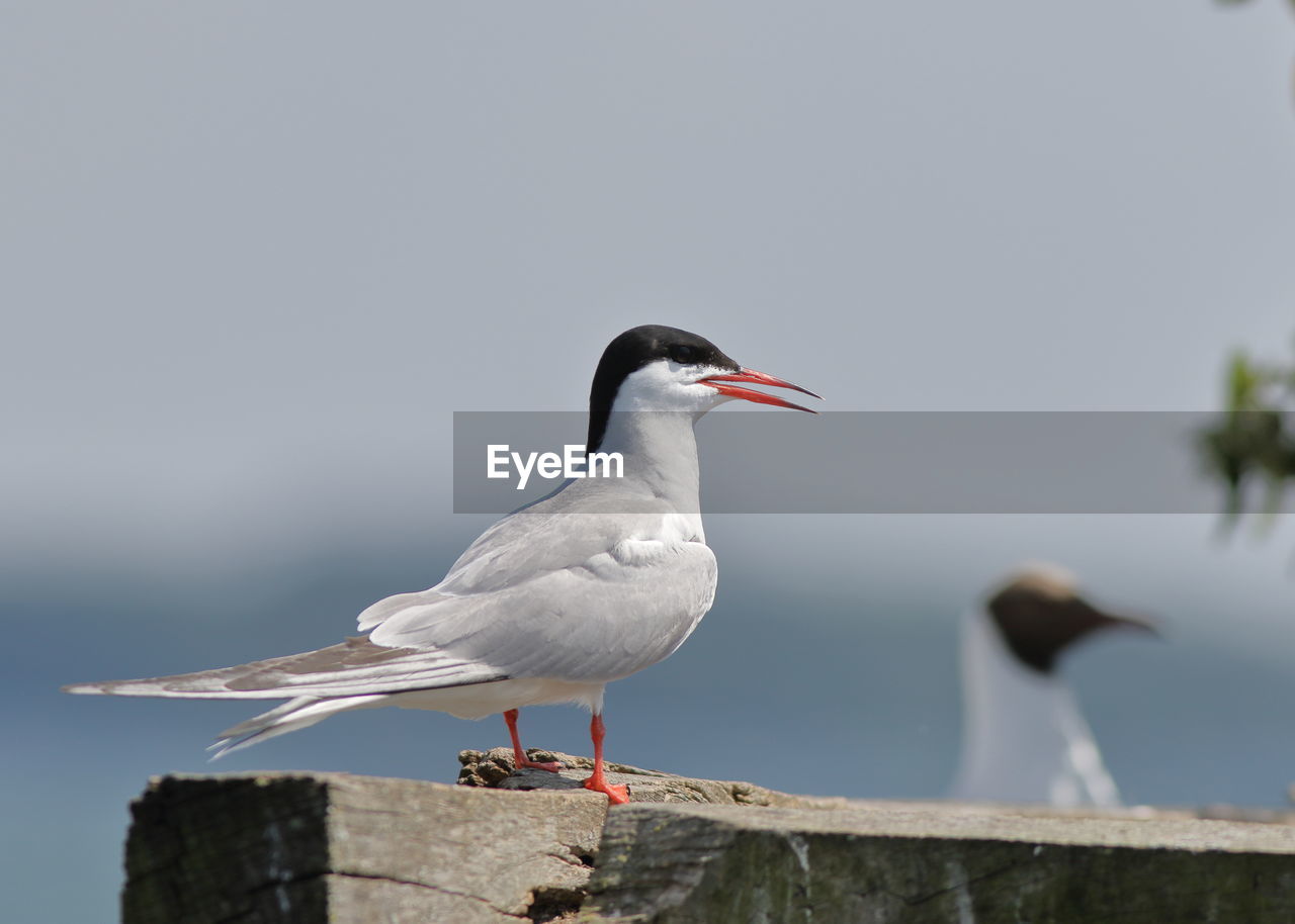 SEAGULL PERCHING ON WOODEN POST AGAINST SKY
