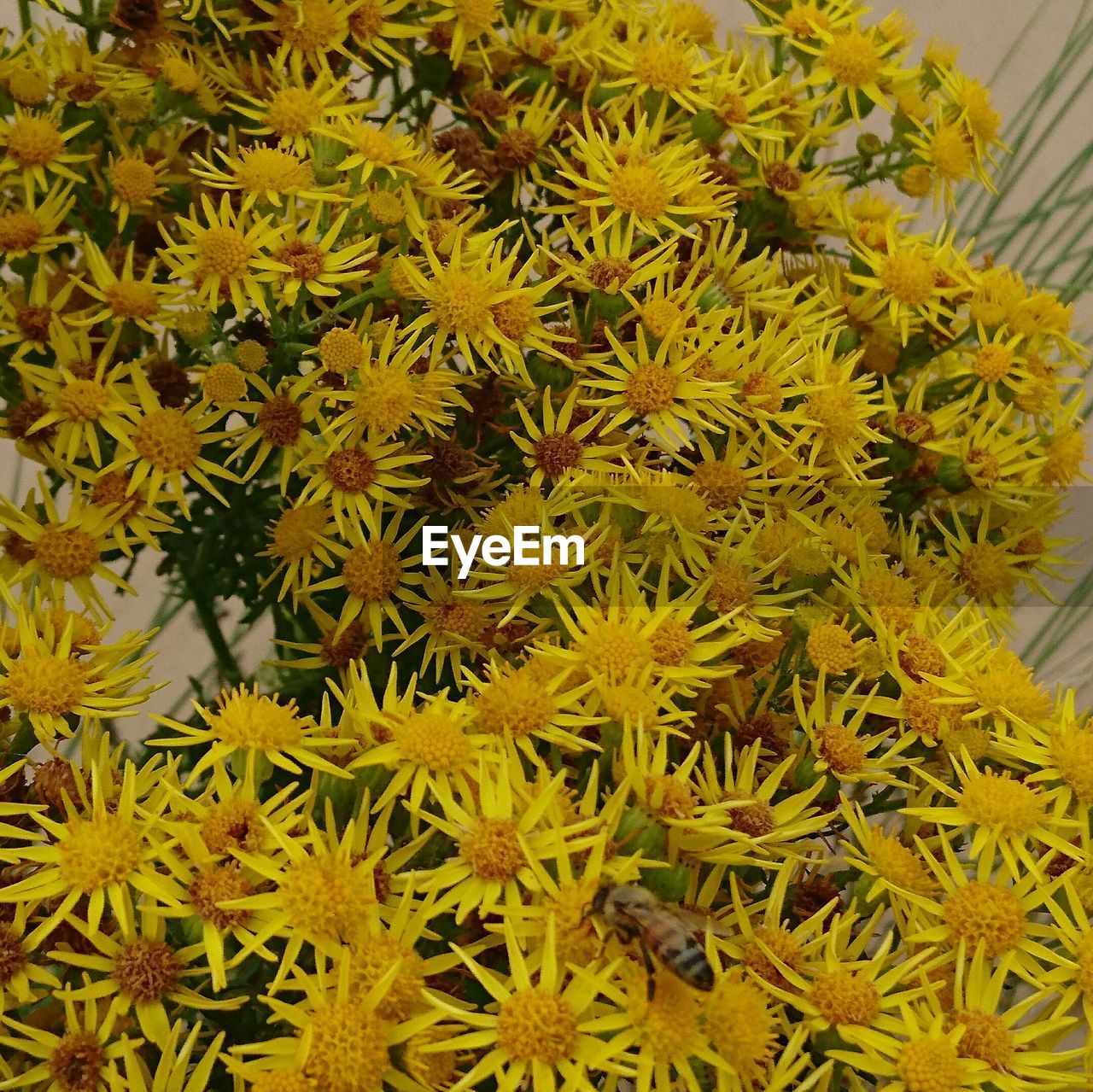 CLOSE-UP OF YELLOW FLOWERS