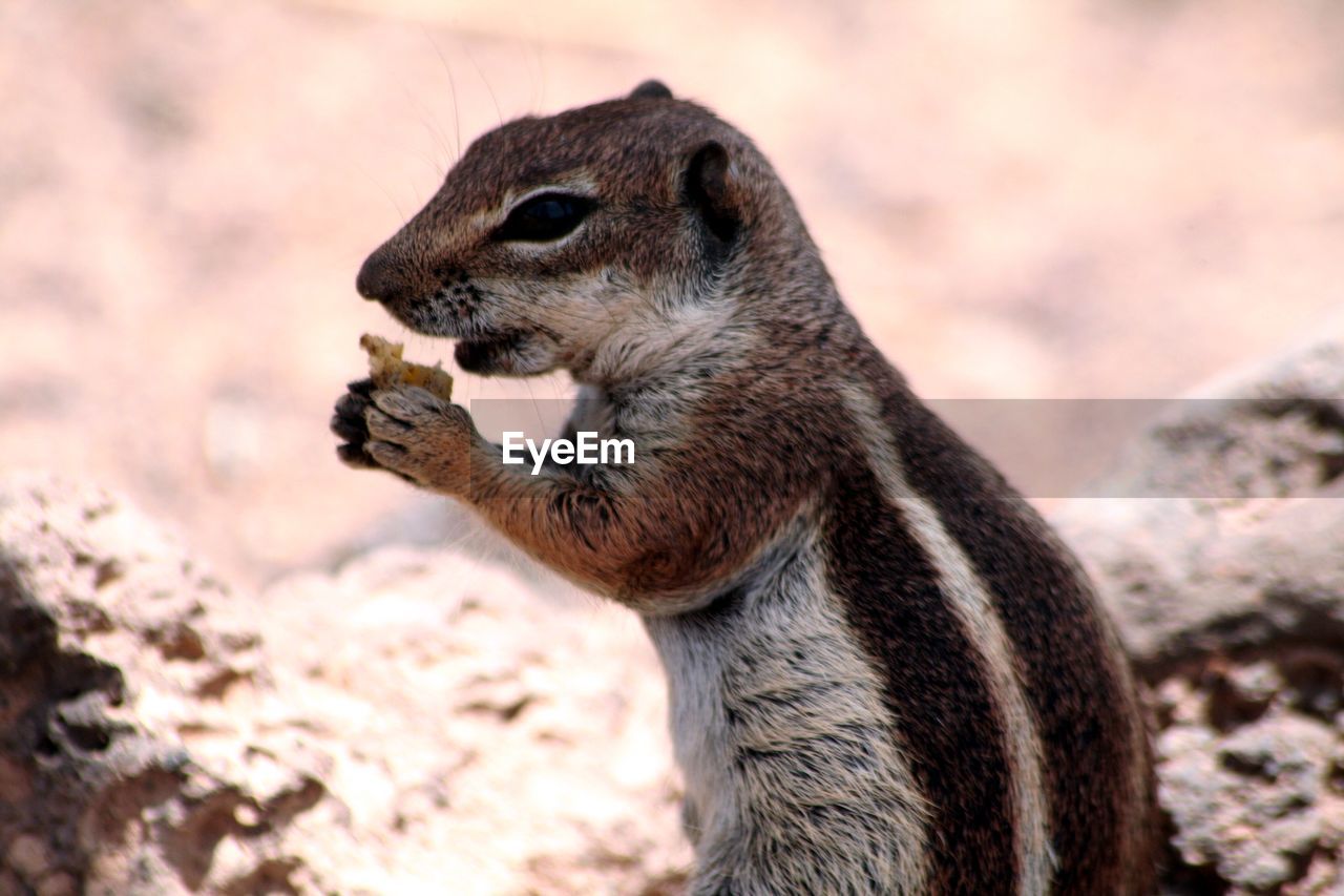 Close-up of chipmunk feeding on field