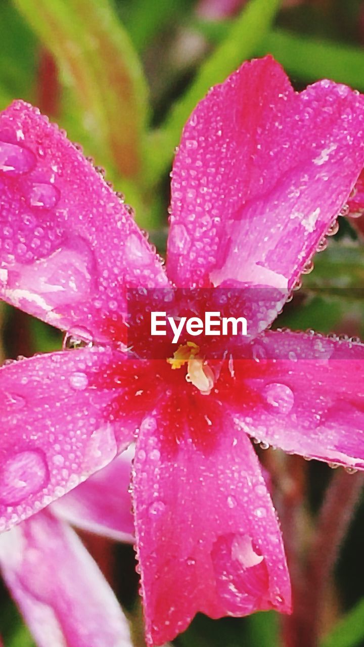 CLOSE-UP OF WATER DROPS ON PINK FLOWERS