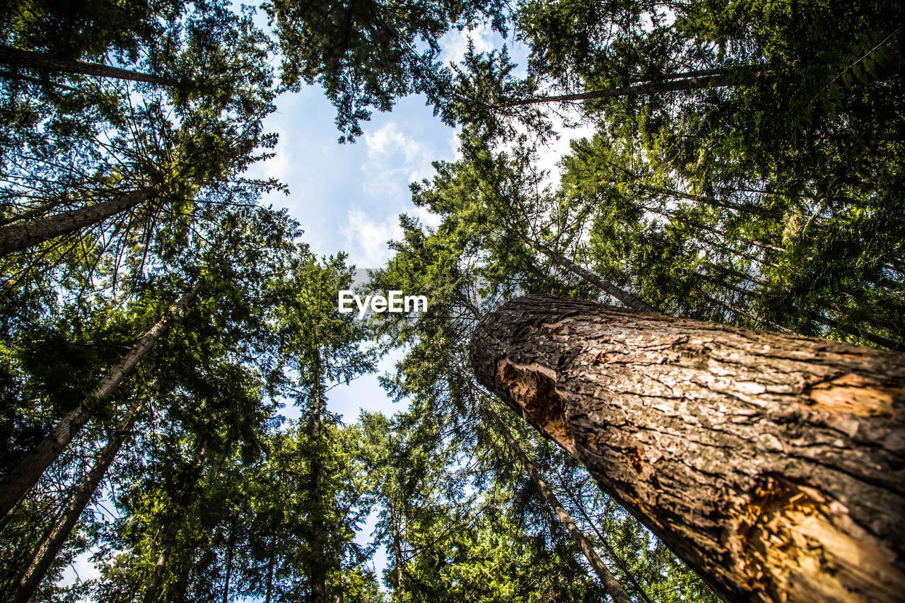 Forest for the trees