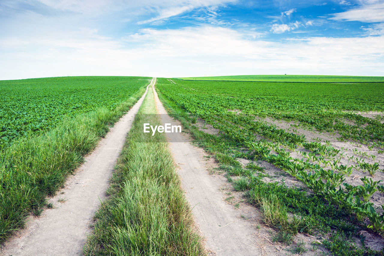 Scenic view of agricultural field against sky