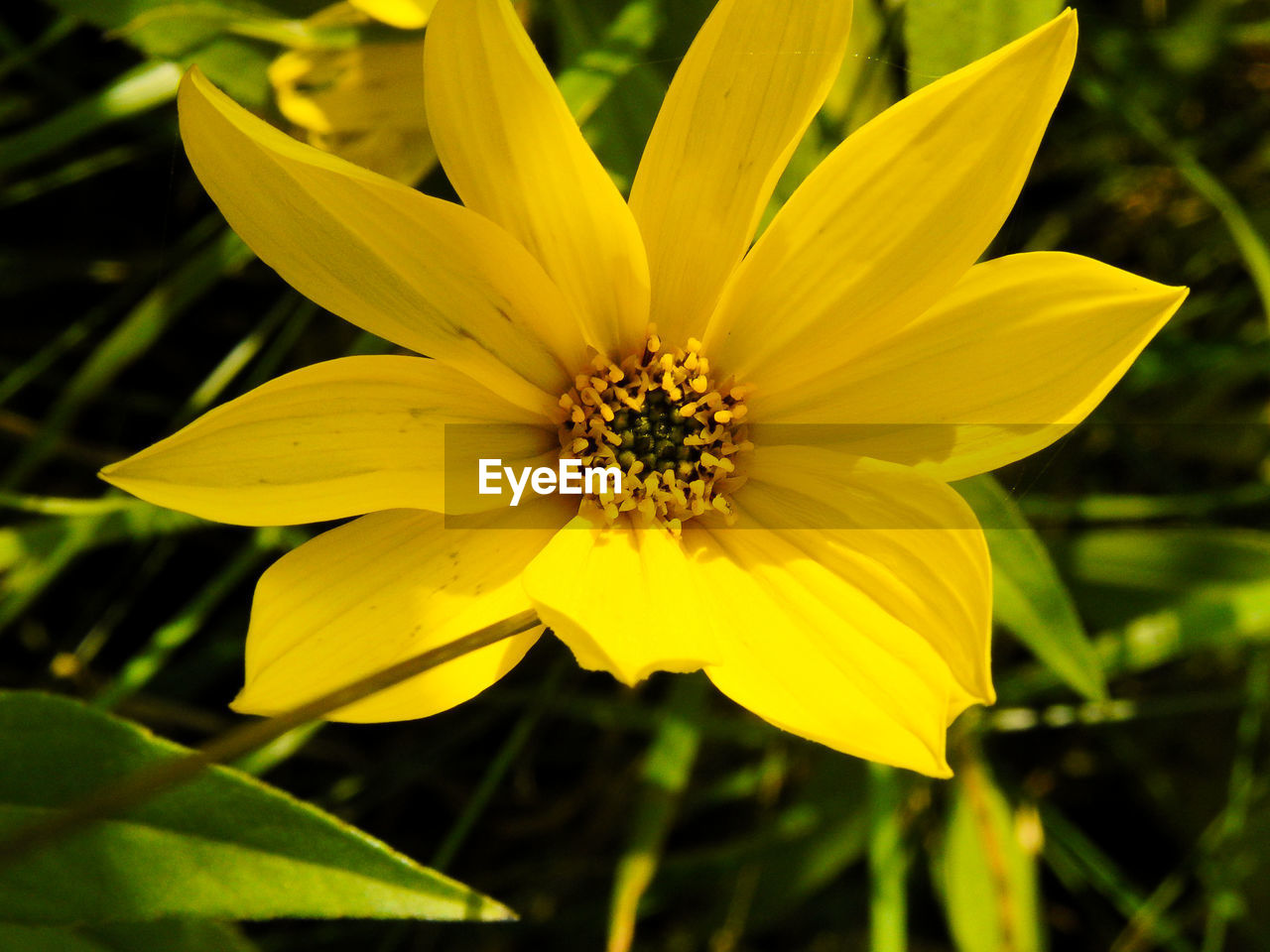 CLOSE-UP OF YELLOW FLOWER AGAINST PLANTS