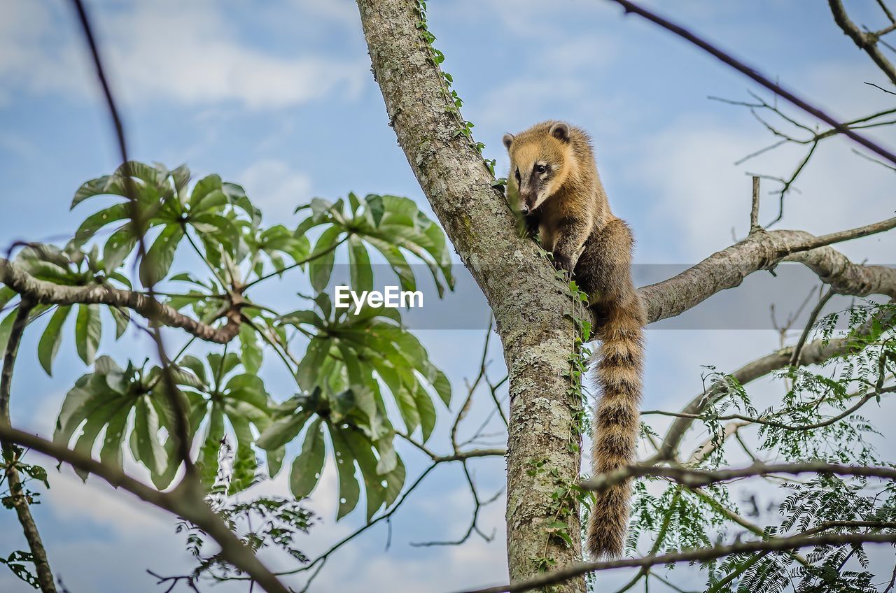 LOW ANGLE VIEW OF SITTING ON TREE