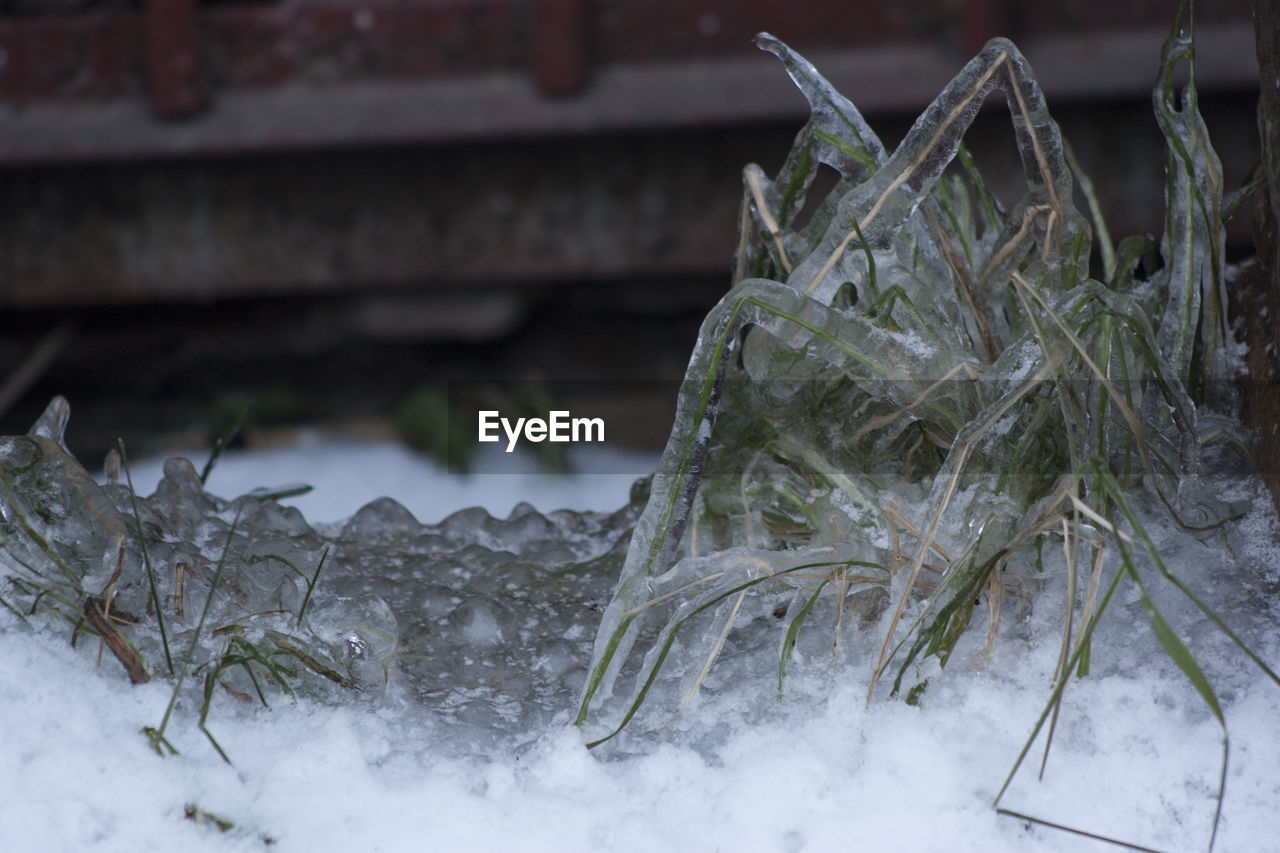 Close-up of snow