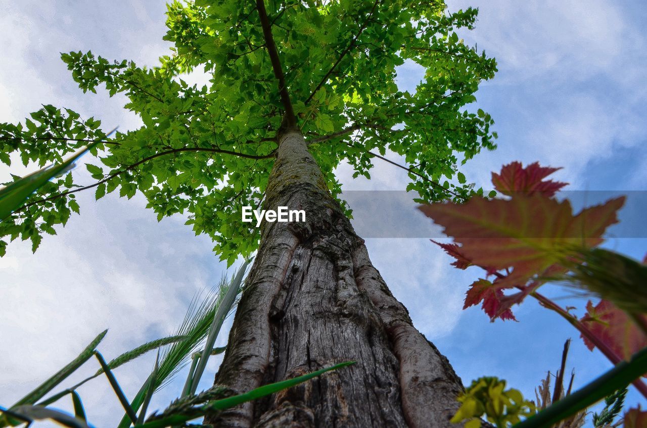 Low angle view of tree against sky