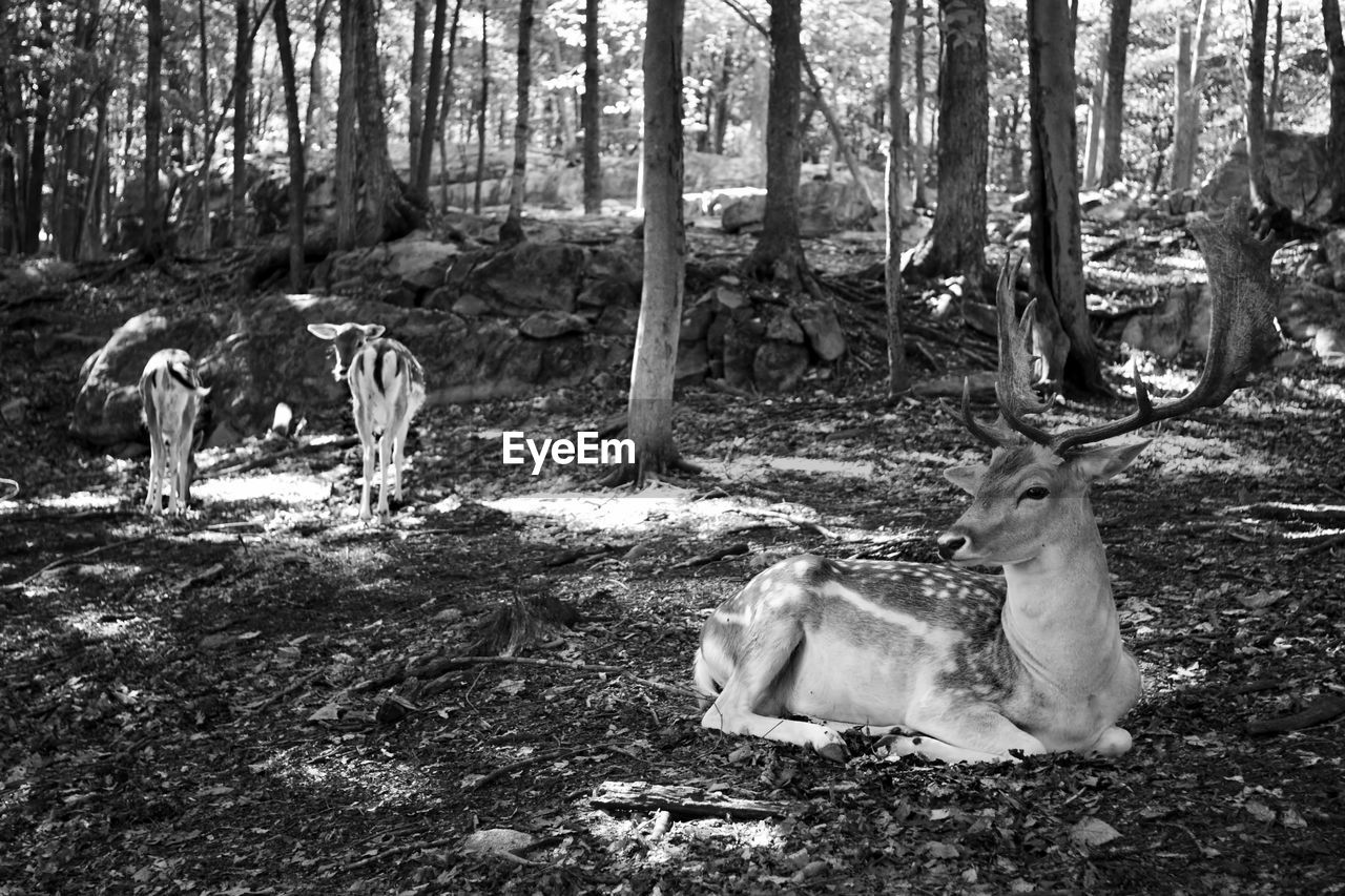 VIEW OF DOG STANDING IN FOREST