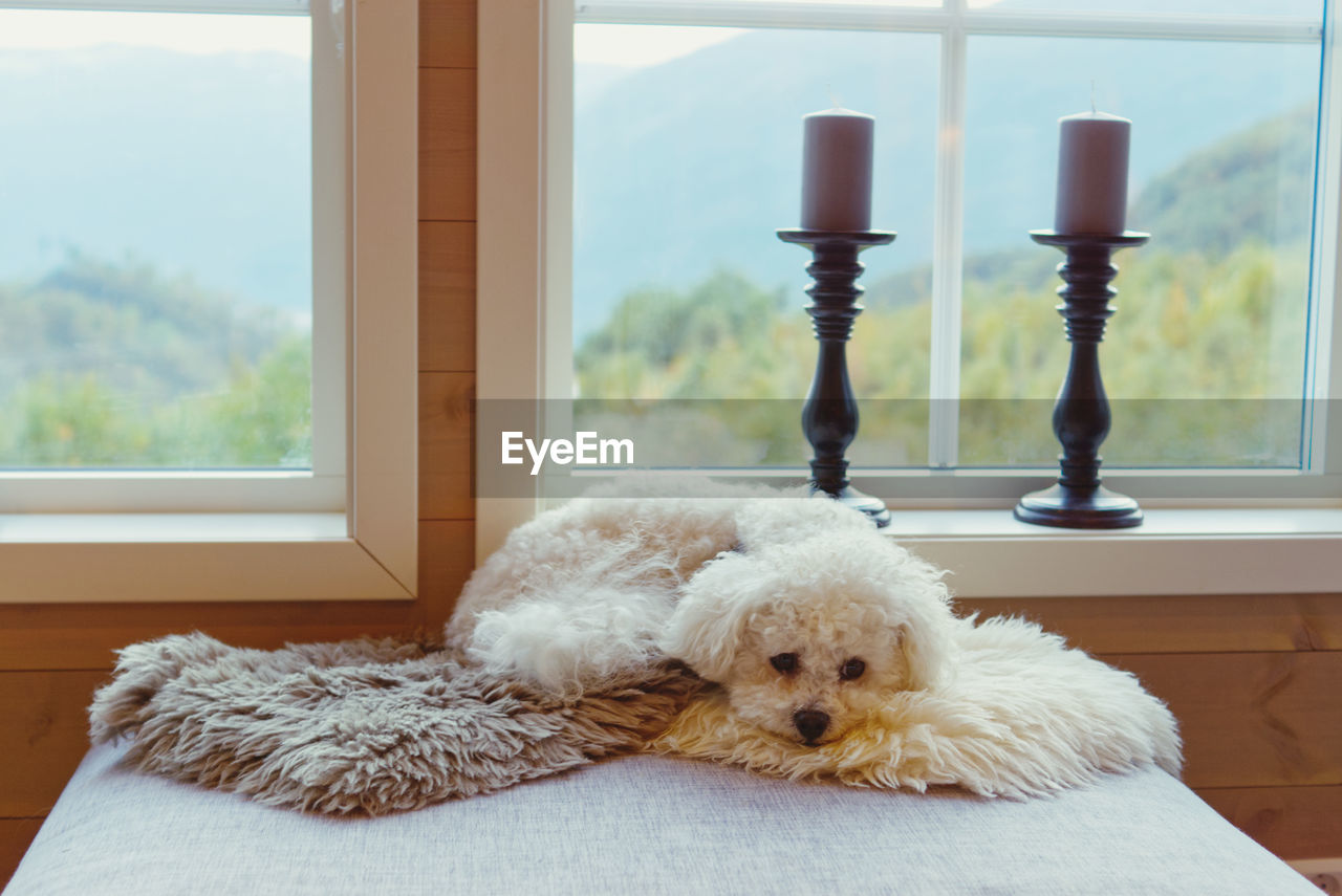 A bichon frise dog waits patiently for his favorite person to return 