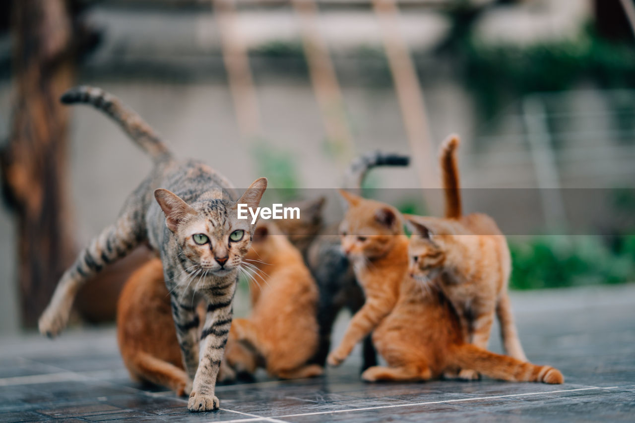 Cats playing on floor outdoors