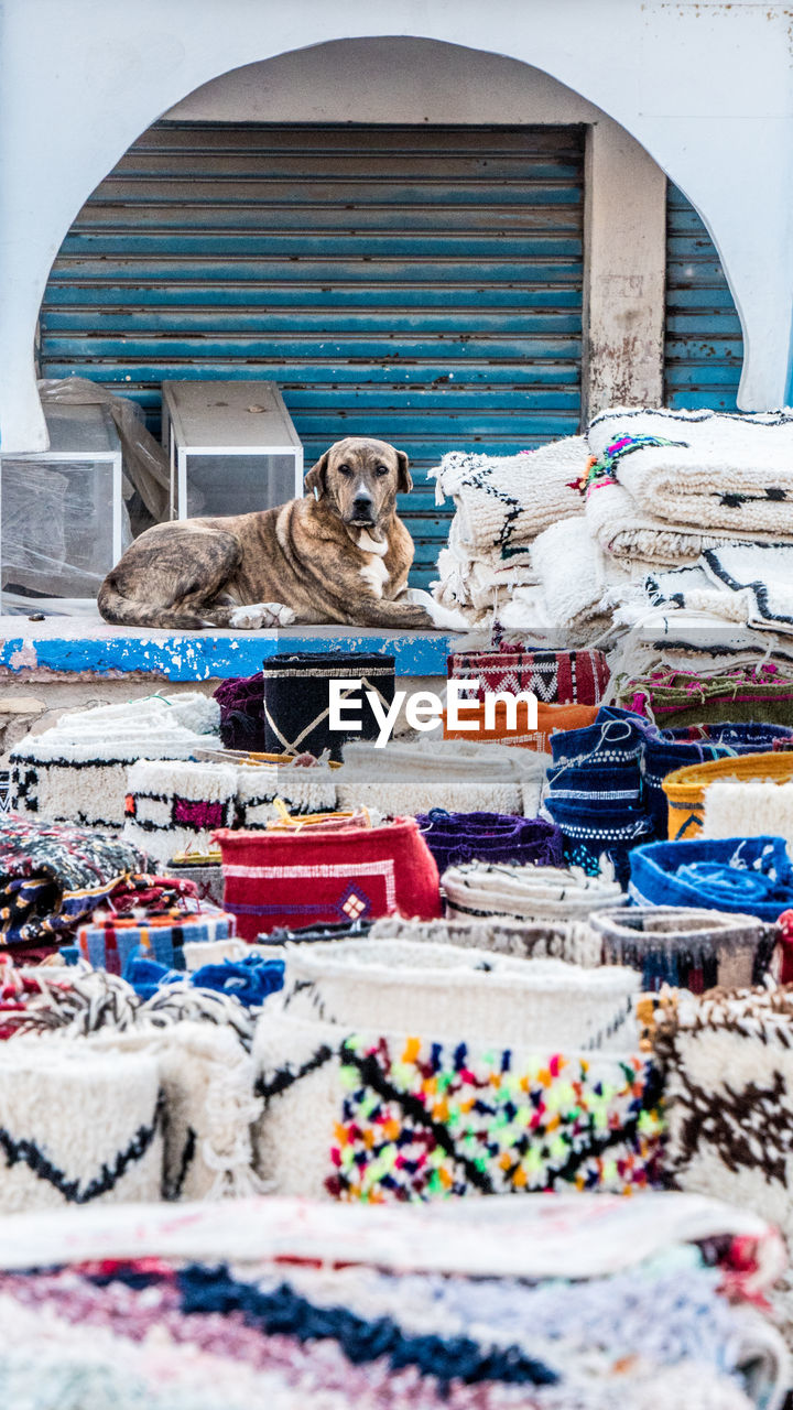 PORTRAIT OF A DOG SITTING ON THE WALL OF A CAT